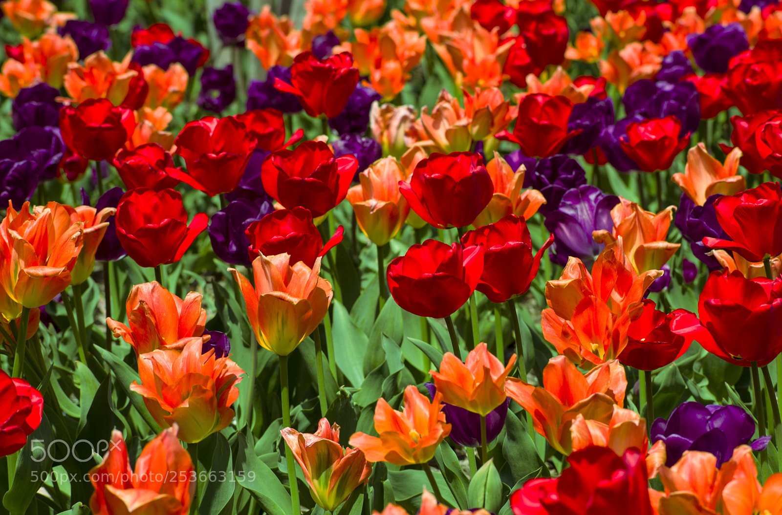 Nikon D3400 sample photo. Washington tulips photography