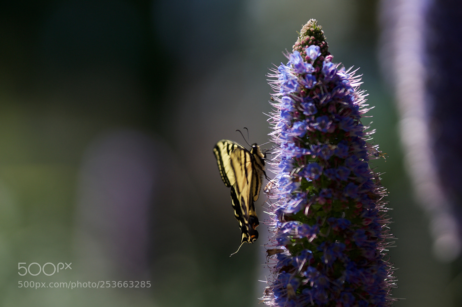 Sony a6000 sample photo. Tiger time photography