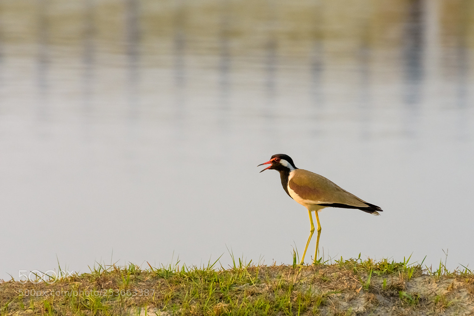 Nikon D7200 sample photo. Red wattled lapwing photography