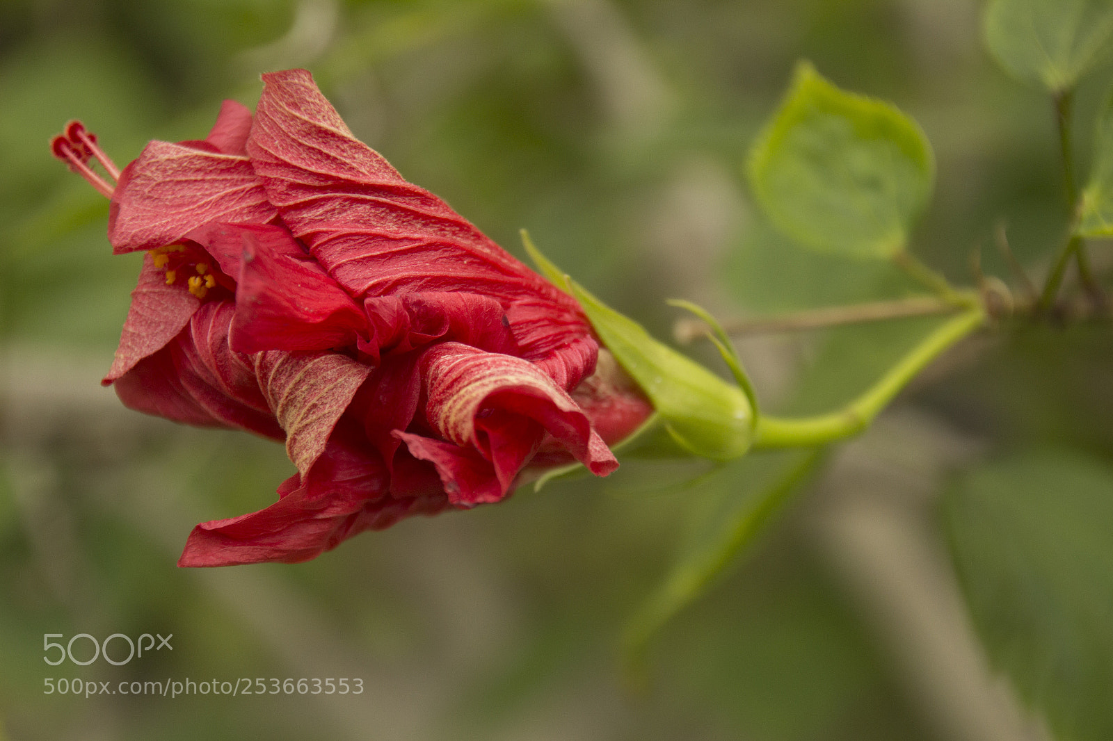 Canon EOS 1200D (EOS Rebel T5 / EOS Kiss X70 / EOS Hi) sample photo. Crumpled red flower. photography