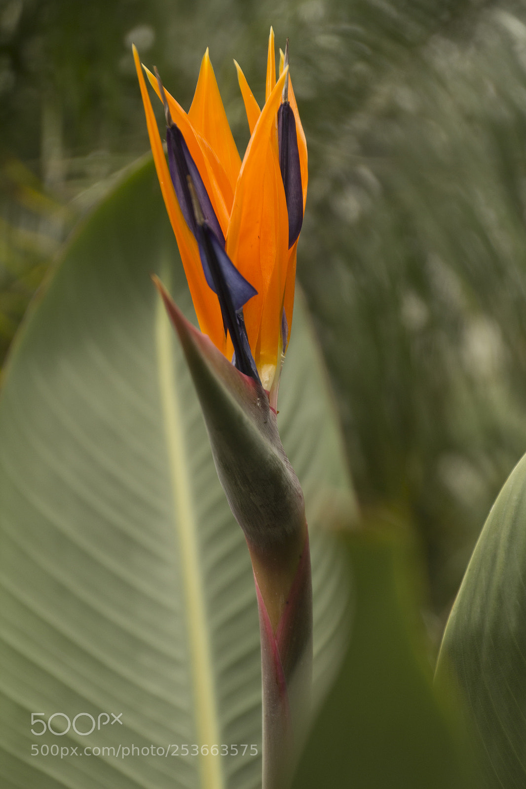 Canon EOS 1200D (EOS Rebel T5 / EOS Kiss X70 / EOS Hi) sample photo. Orange and purple flower. photography