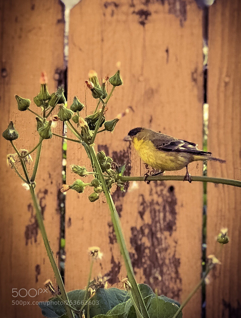 Apple iPhone 8 Plus sample photo. Pretty bird part 2 photography