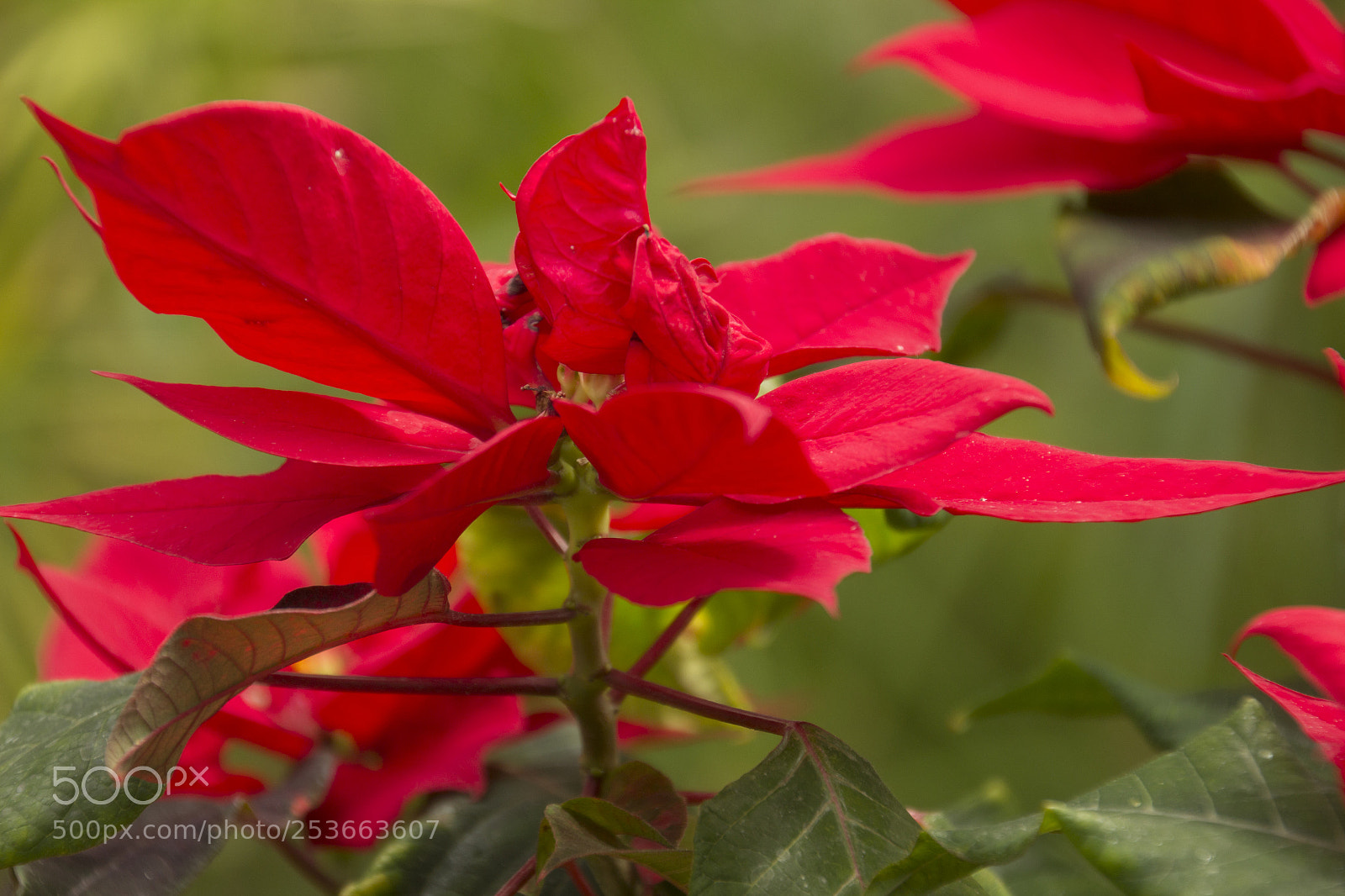 Canon EOS 1200D (EOS Rebel T5 / EOS Kiss X70 / EOS Hi) sample photo. Red flowers. photography