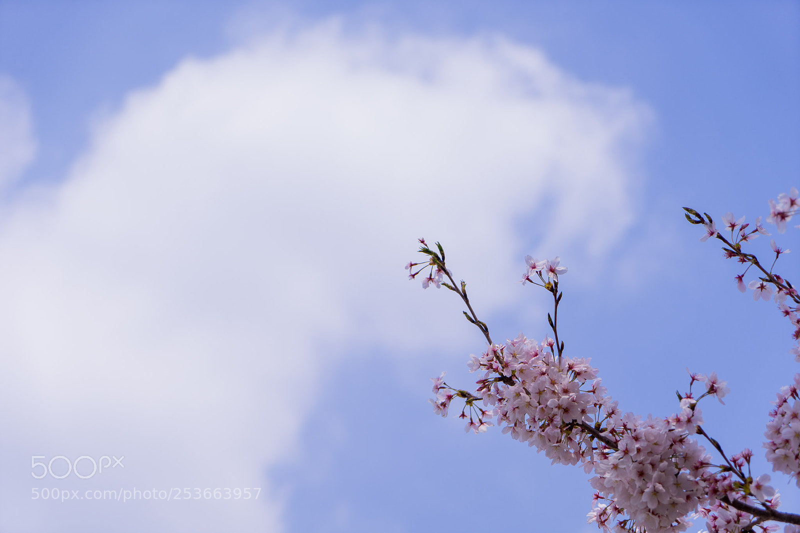 Sony a7 II sample photo. Aim for higher photography