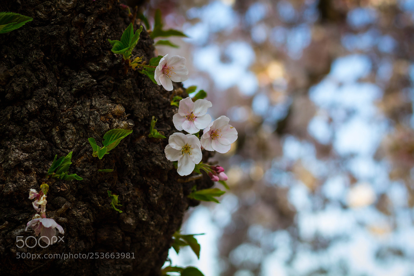 Canon EOS 1200D (EOS Rebel T5 / EOS Kiss X70 / EOS Hi) sample photo. Cherry blossoms on tree photography