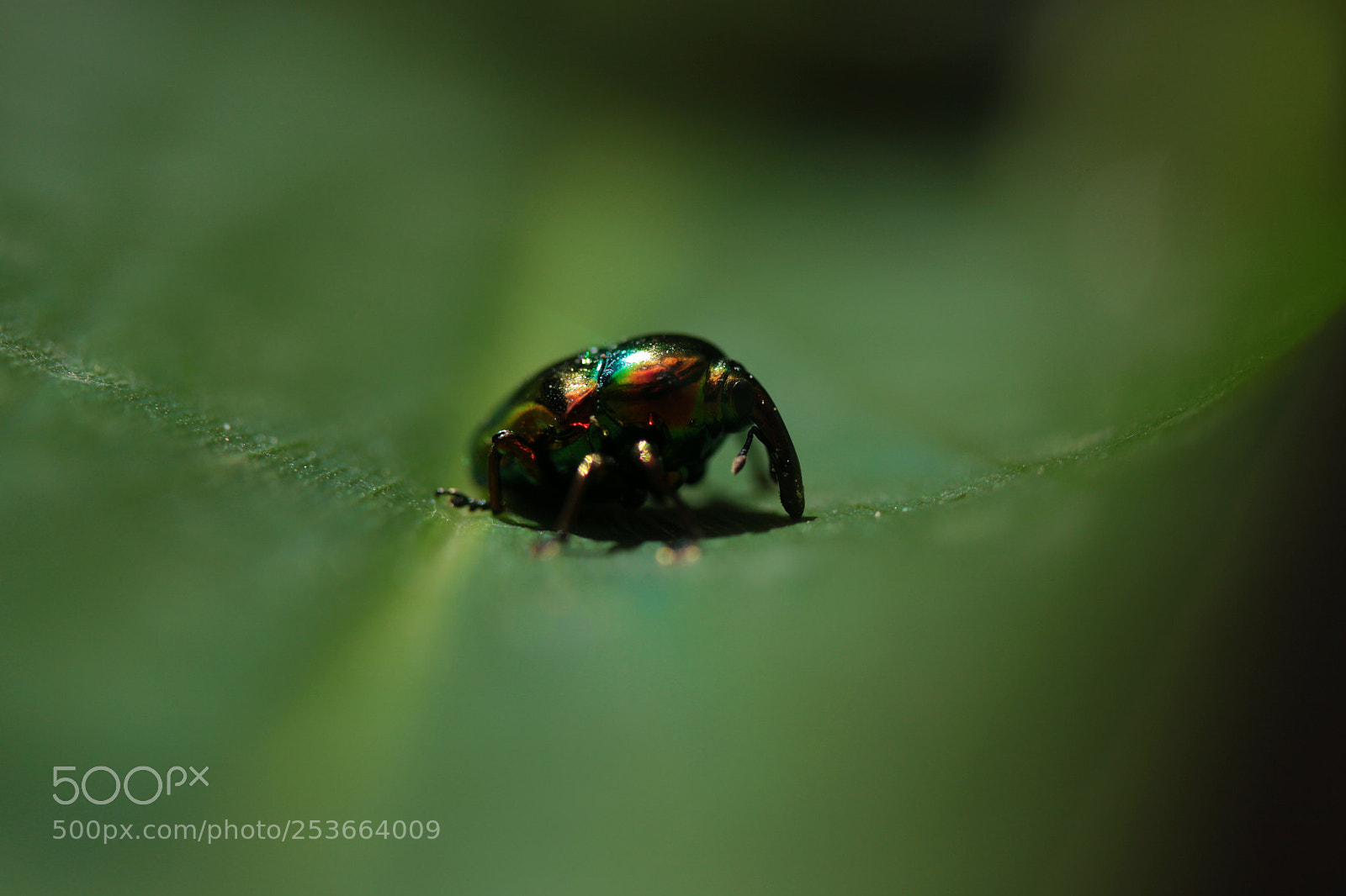 Canon EOS 50D sample photo. Metal beetle photography