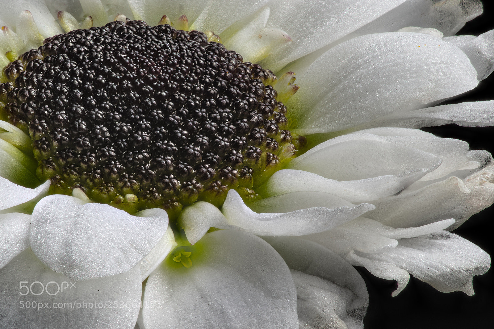 Nikon D4S sample photo. Flower photography