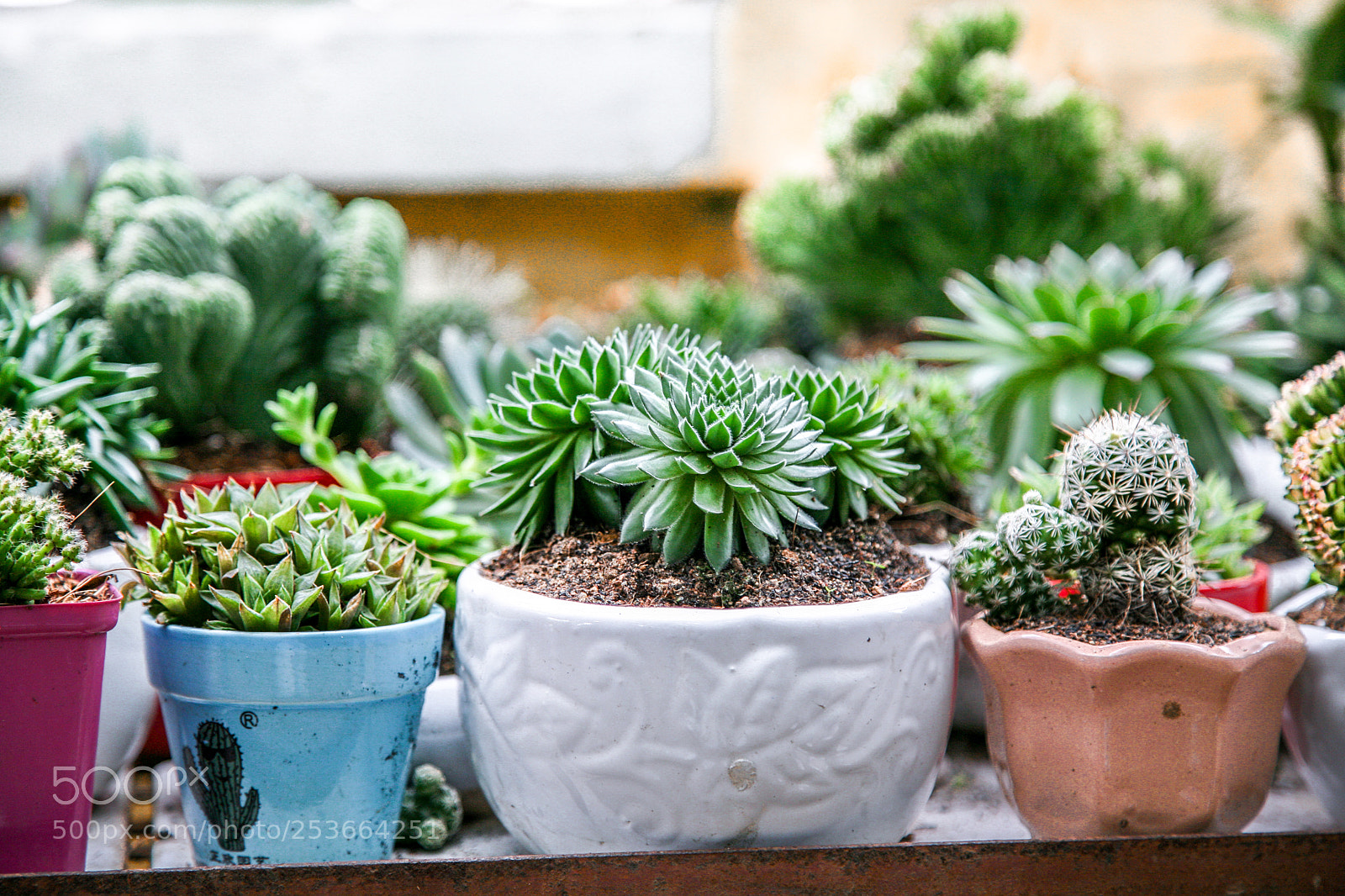 Canon EOS 5D sample photo. Little cactus and succulents photography