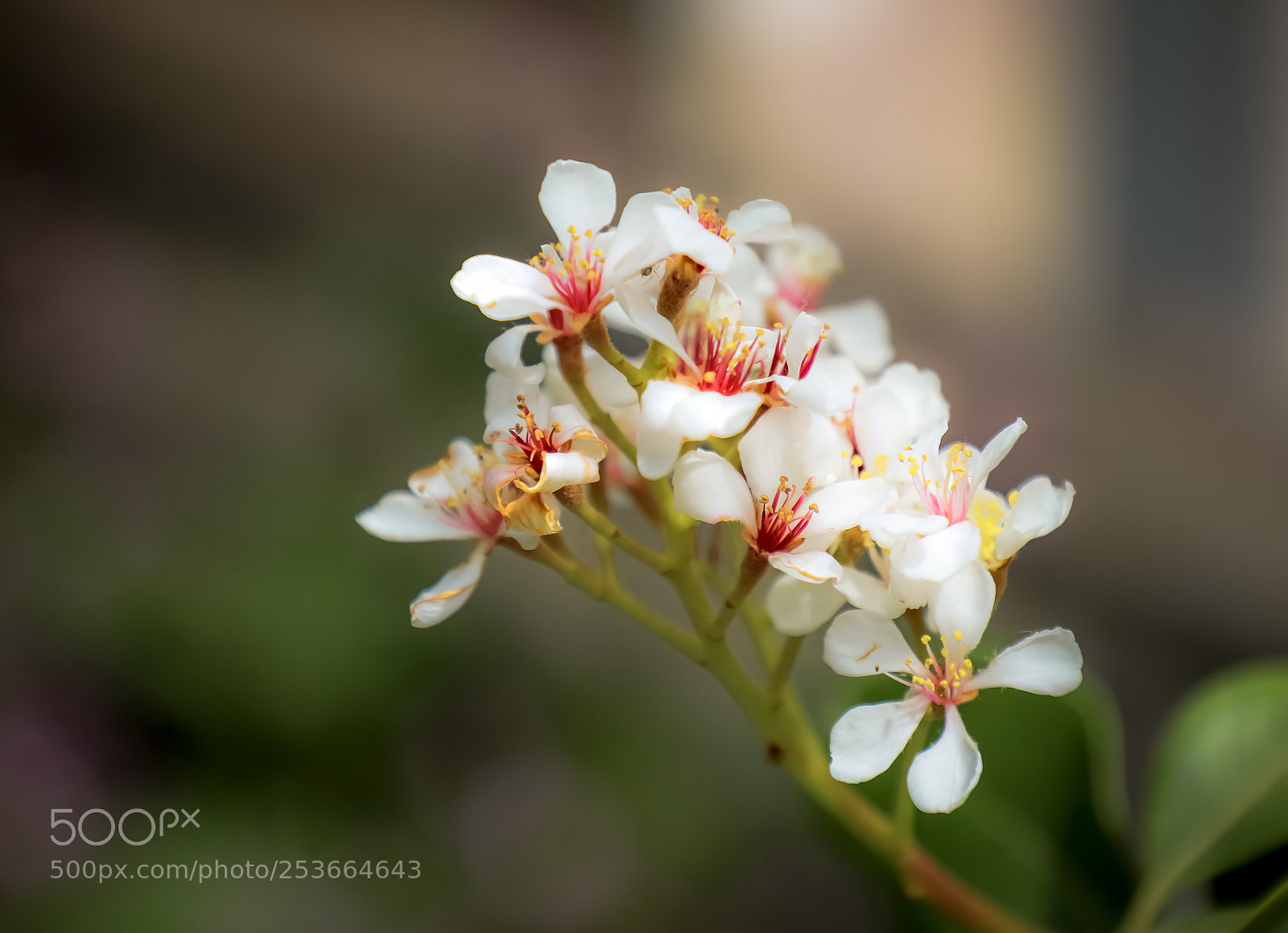 Canon EOS 5D Mark IV sample photo. Spring photography