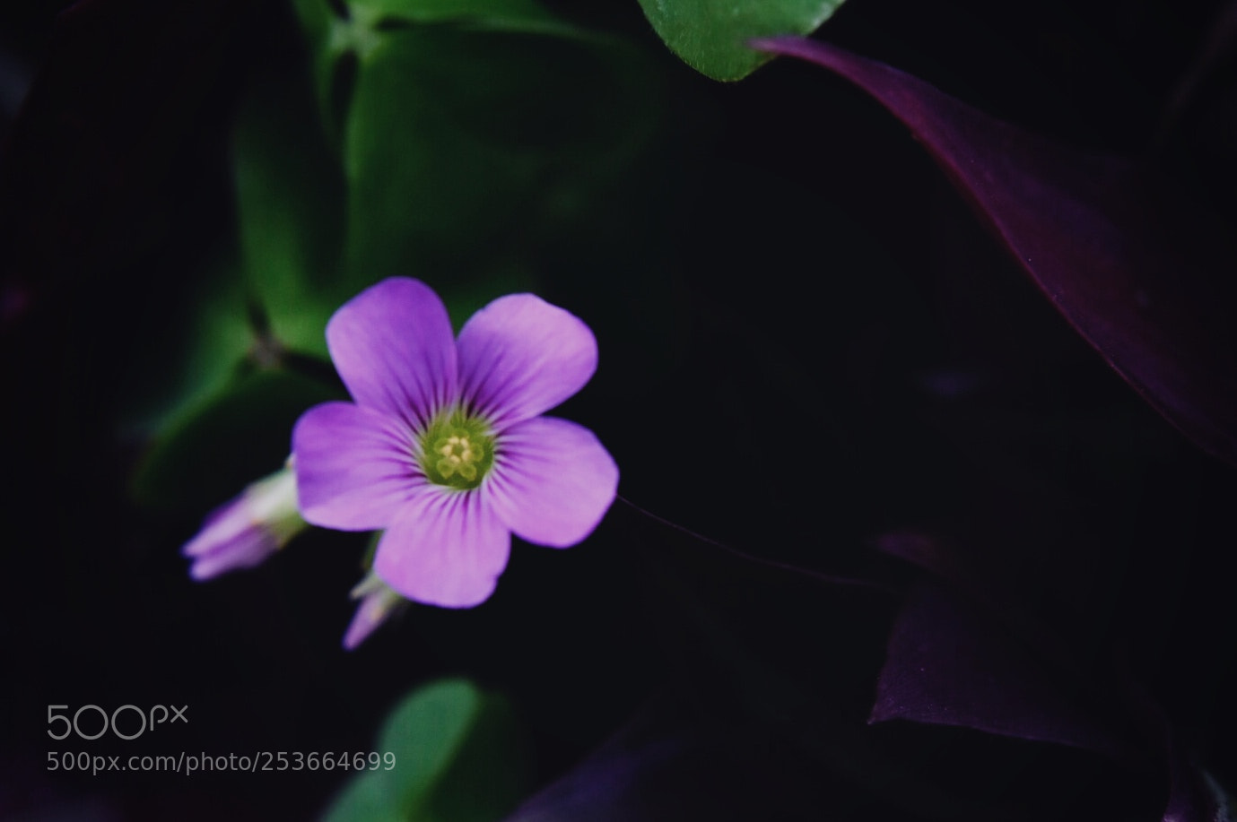 Nikon D7200 sample photo. 花. photography