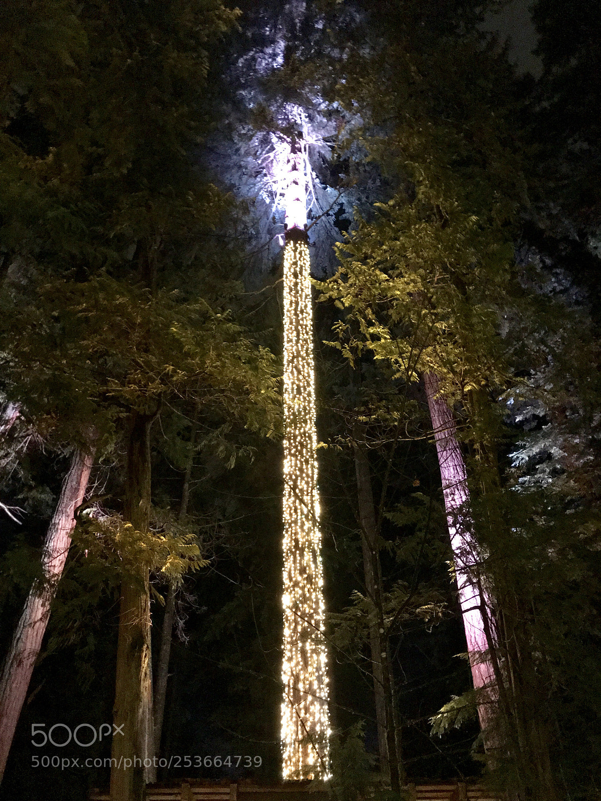 Apple iPhone 7 Plus sample photo. Electric forest photography