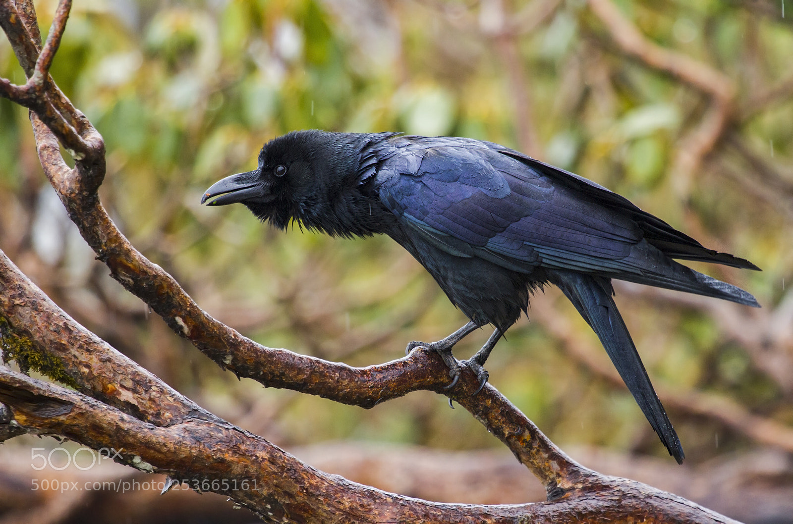Canon EOS 7D sample photo. Large-billed crow photography