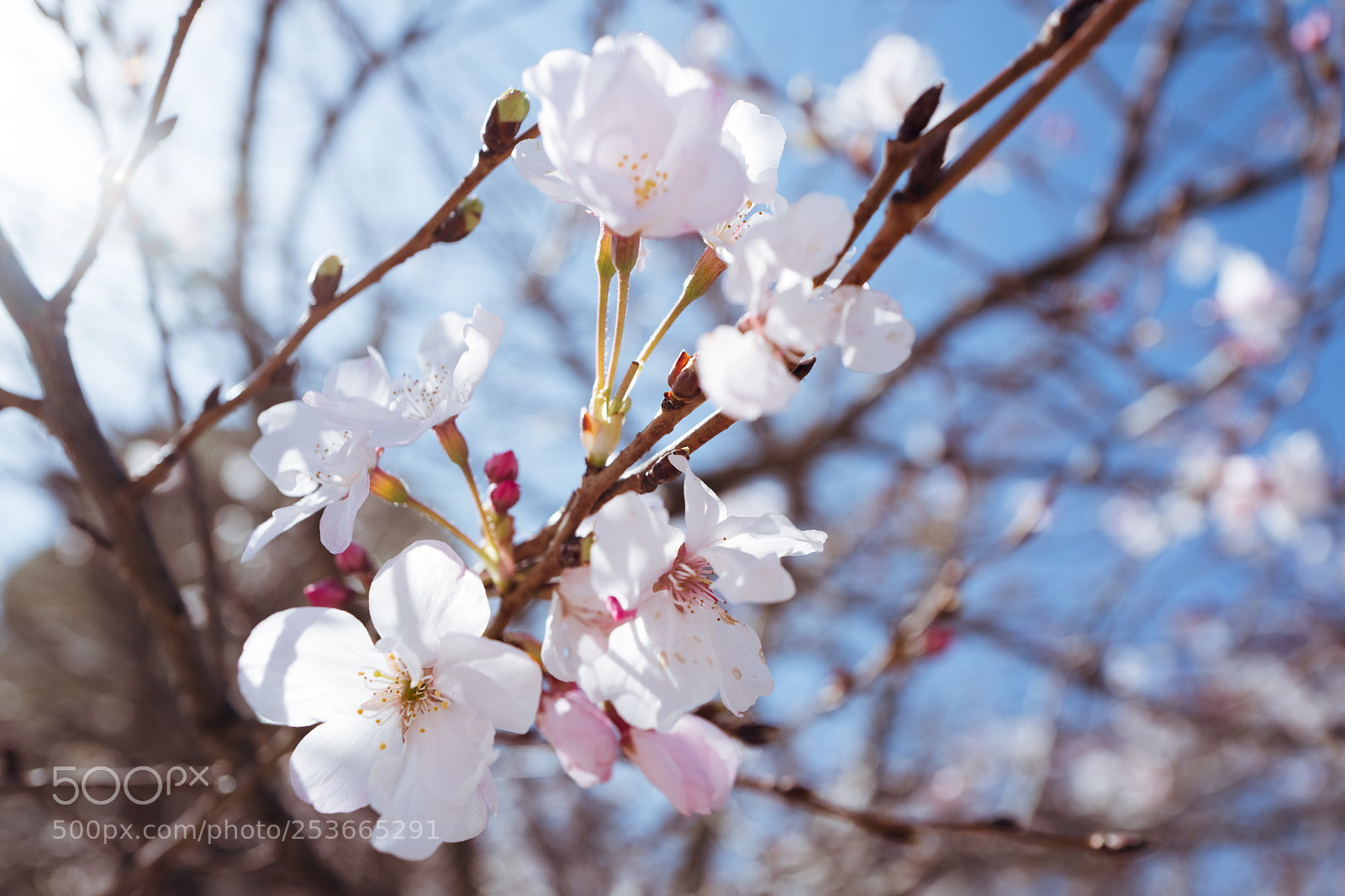 Leica Q (Typ 116) sample photo. Cherry blossoms photography