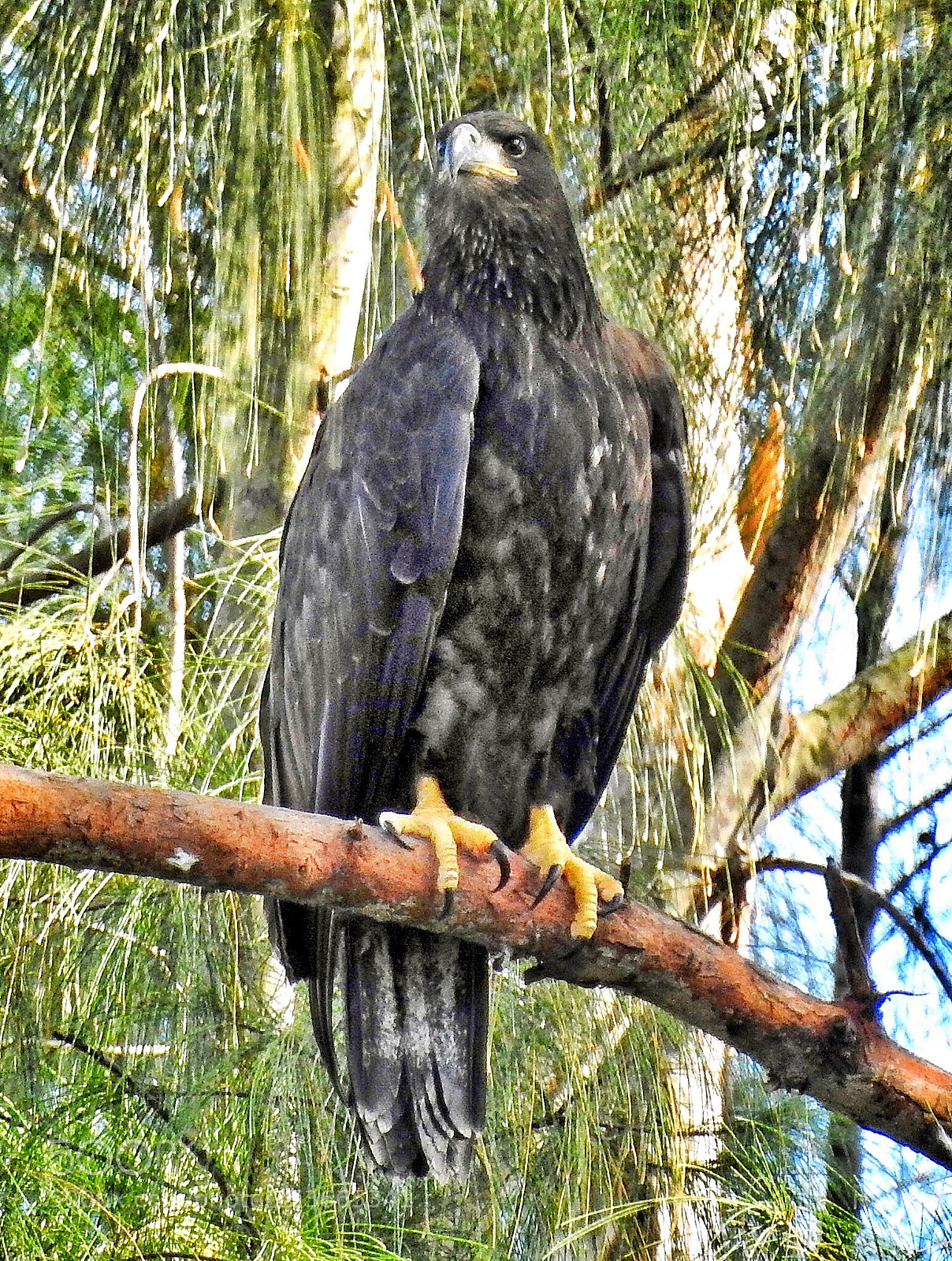 Nikon Coolpix P900 sample photo. Young bald eagle  photography