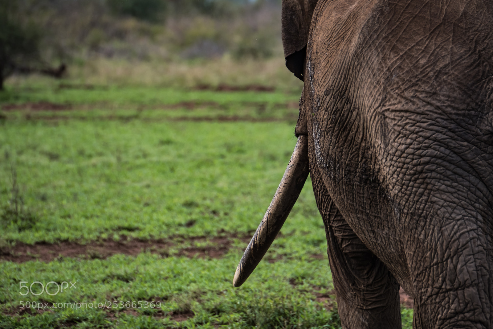 Fujifilm X-T2 sample photo. Elephants of kruger national photography