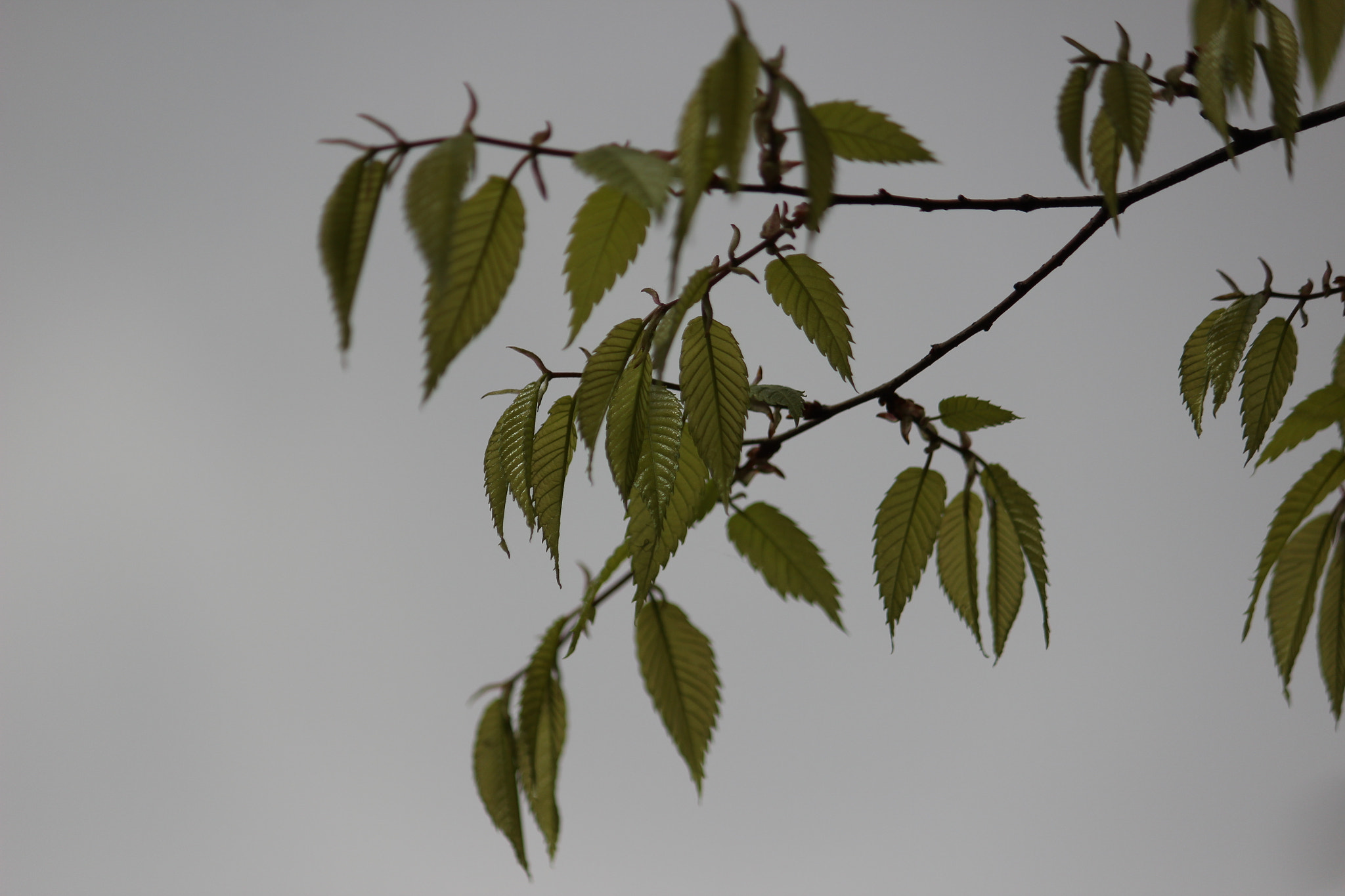 Canon EF-S 55-250mm F4-5.6 IS sample photo. Green green photography