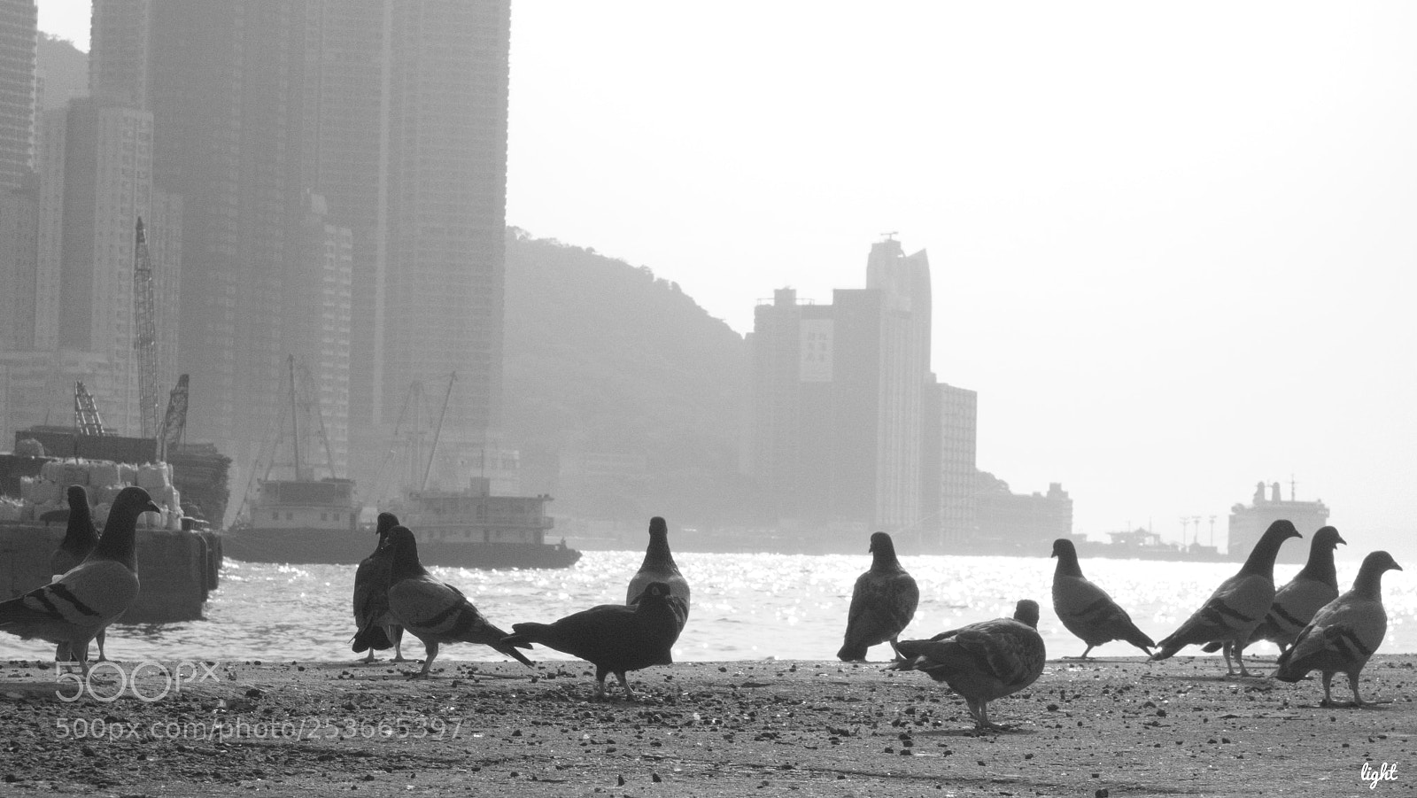 Sony Cyber-shot DSC-RX100 sample photo. Pigeons photography