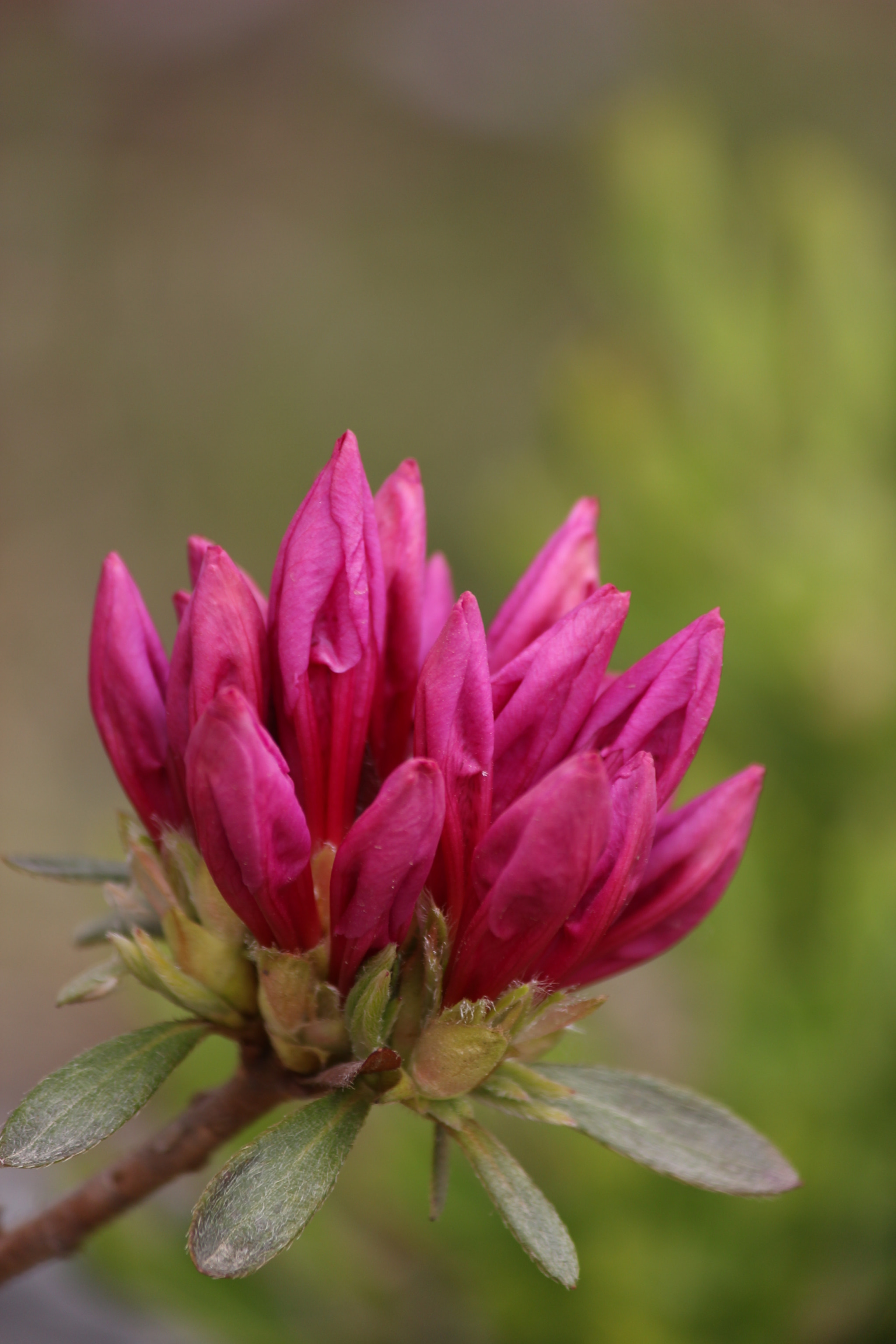 Canon EF-S 55-250mm F4-5.6 IS sample photo. Rhododendron indicum photography