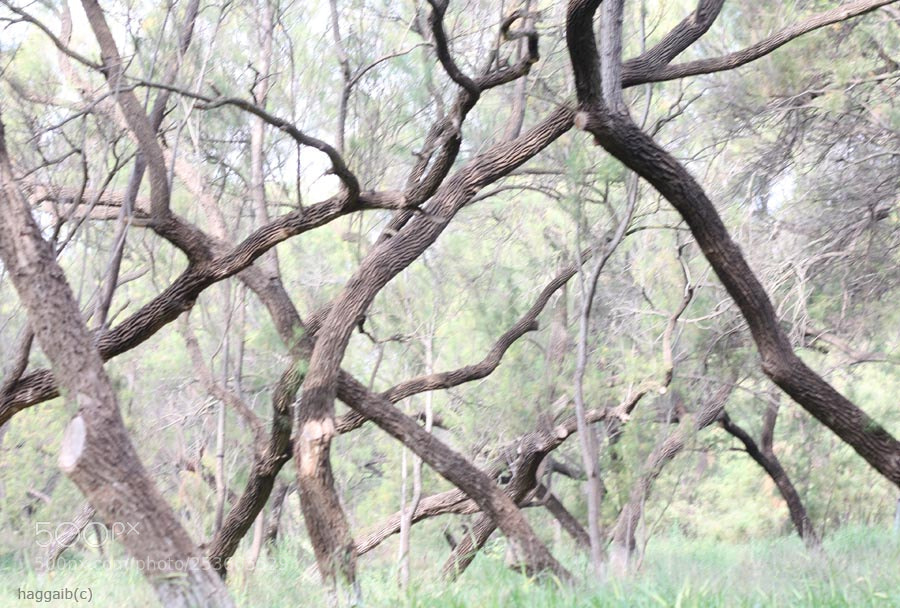 Canon EOS 450D (EOS Rebel XSi / EOS Kiss X2) sample photo. Dancing trees photography