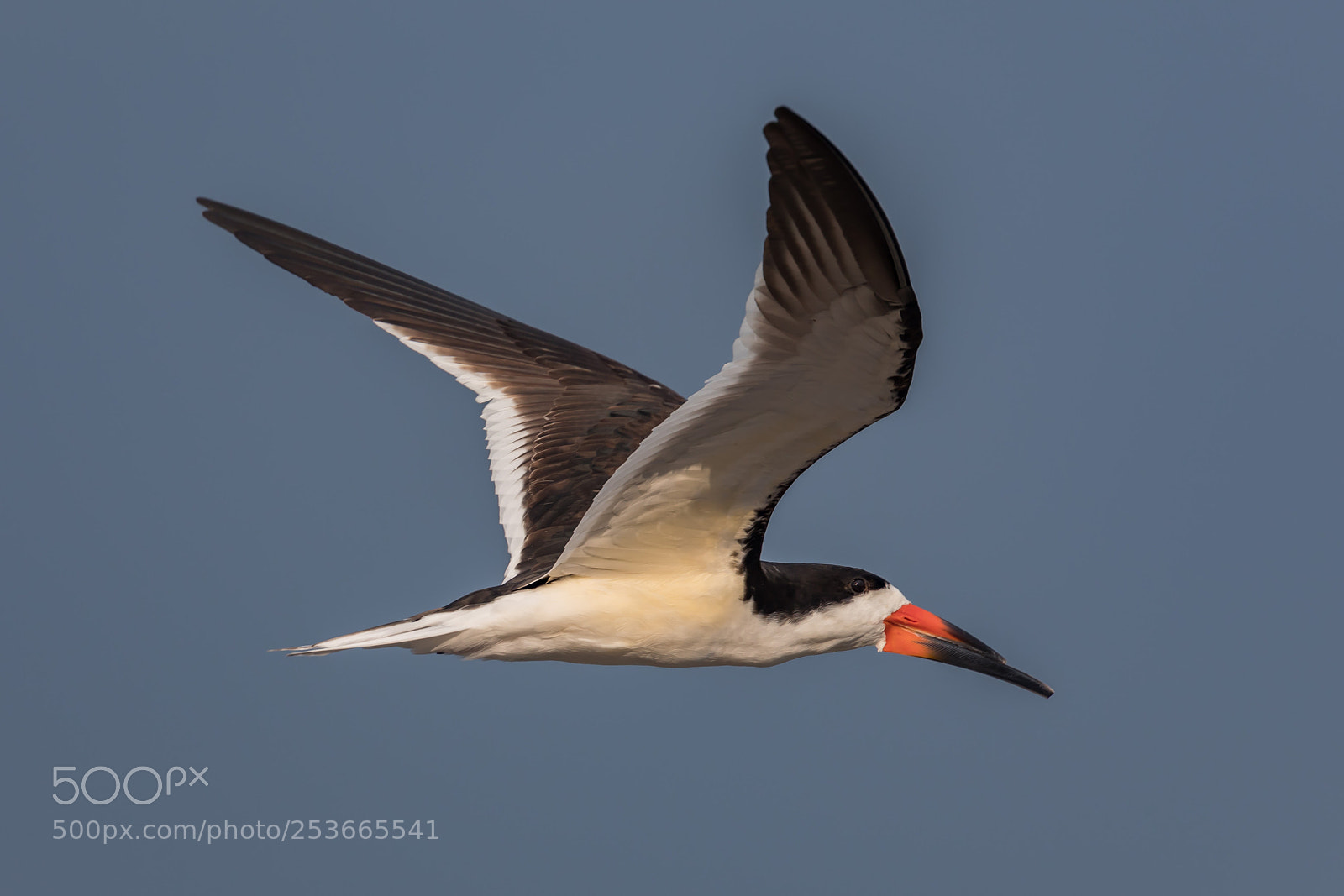 Canon EOS 5D Mark IV sample photo. Black skimmer photography