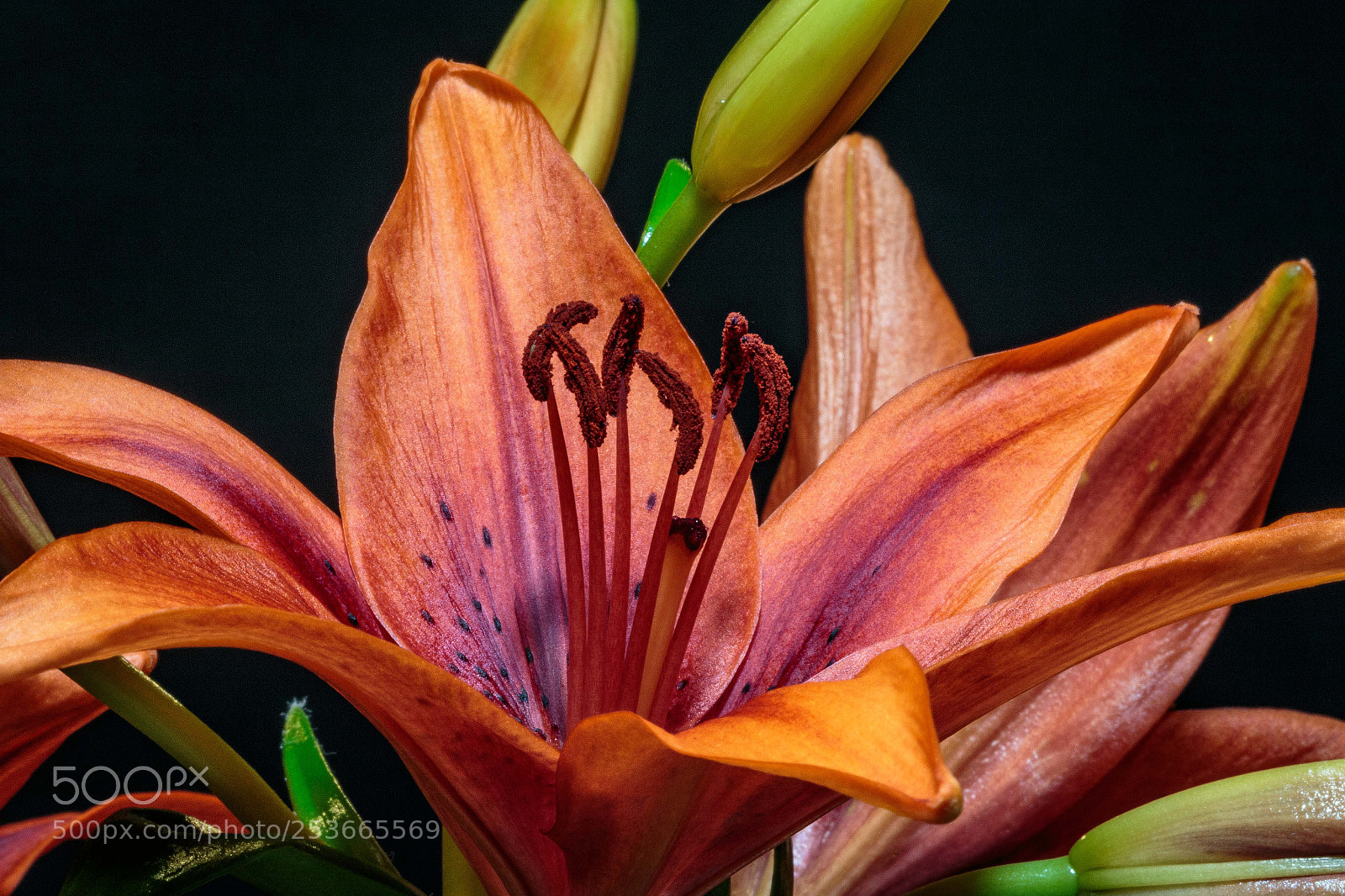 Canon EOS 70D sample photo. Lily photography