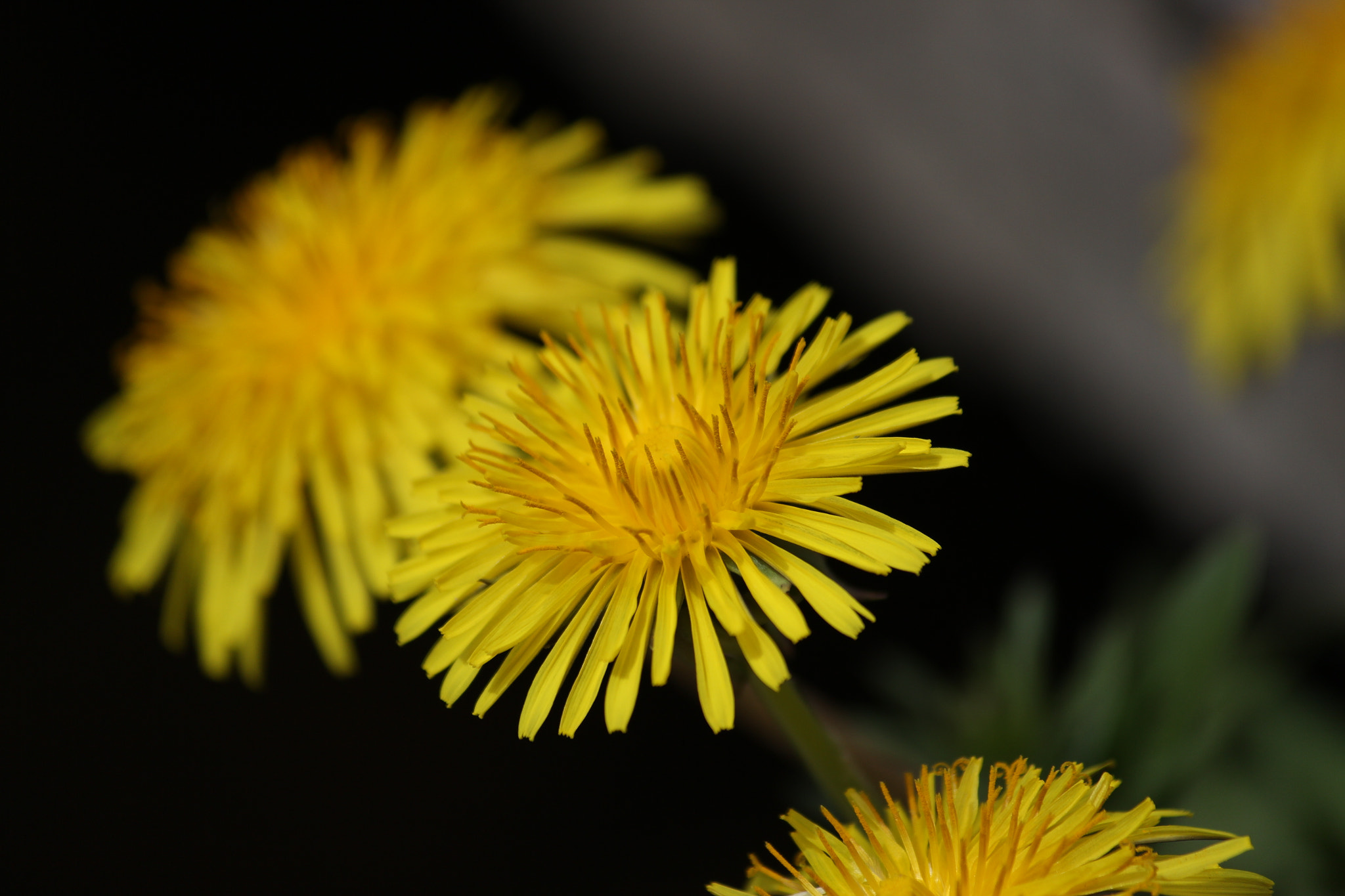 Canon EF-S 55-250mm F4-5.6 IS sample photo. Dandelion photography