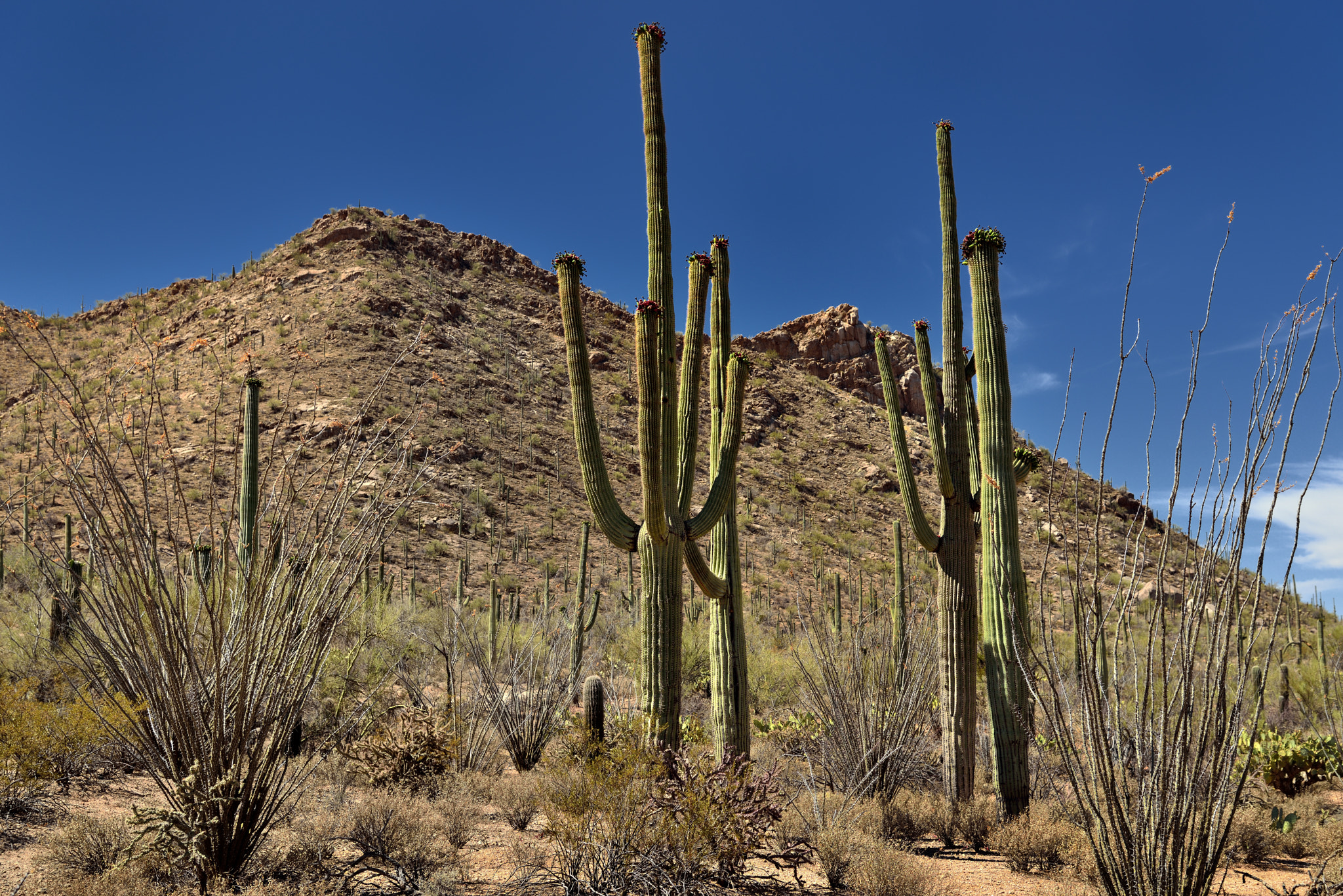 Nikon D800E + Nikon AF-S Nikkor 24-120mm F4G ED VR sample photo. Clear skies above for a mountainous backdrop of saguaro cactus photography