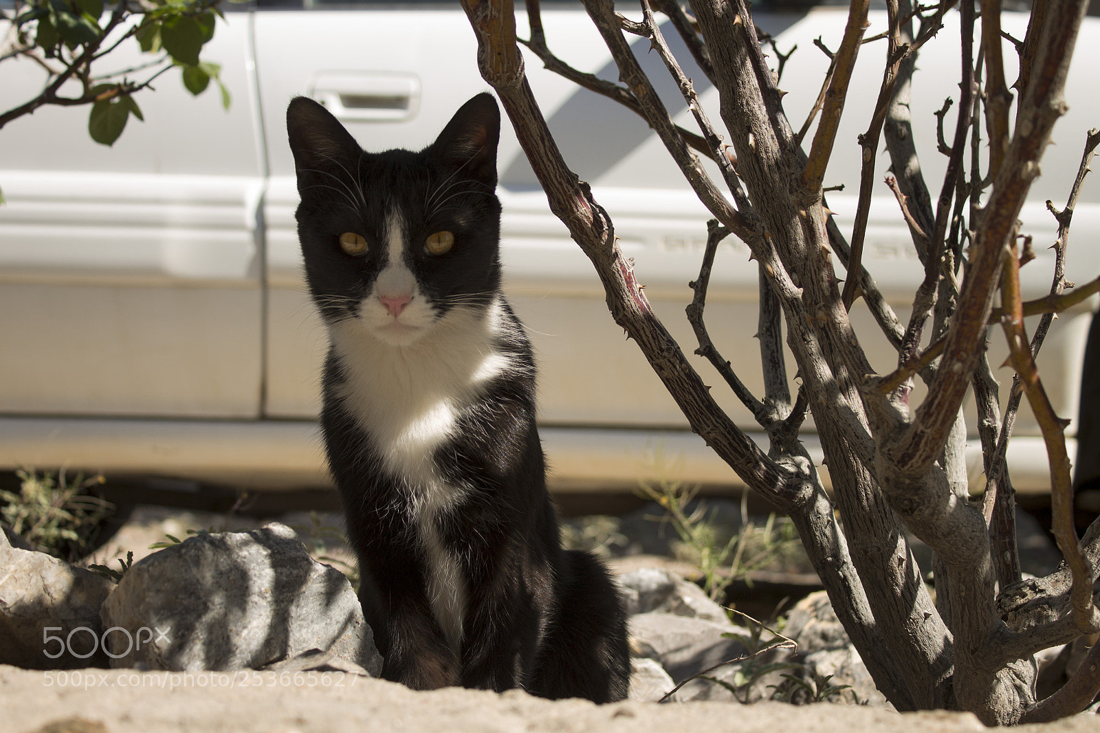 Canon EOS 1100D (EOS Rebel T3 / EOS Kiss X50) sample photo. Pet photography