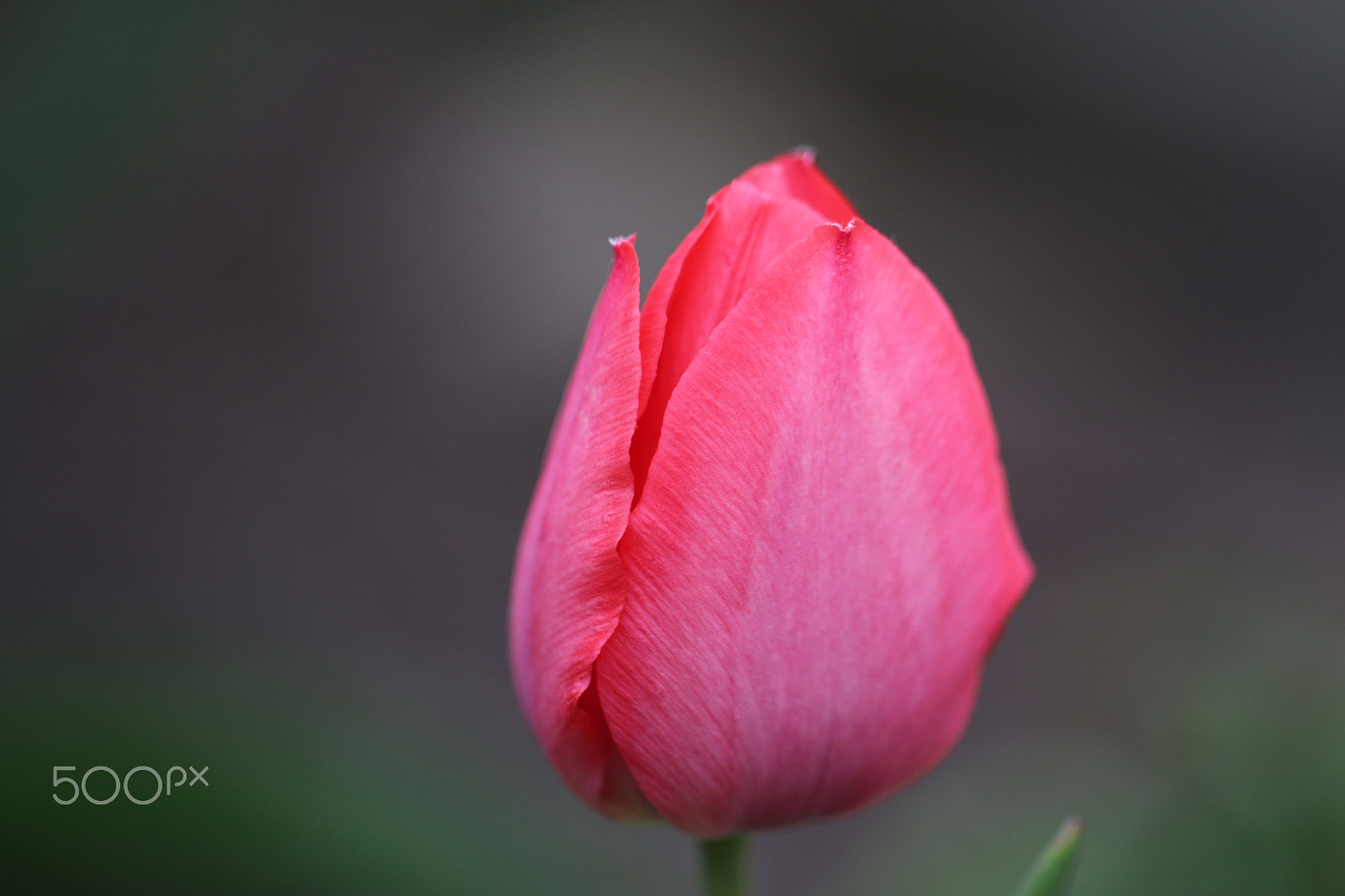 Canon EOS 70D + Canon EF 100mm F2.8L Macro IS USM sample photo. Tulip photography