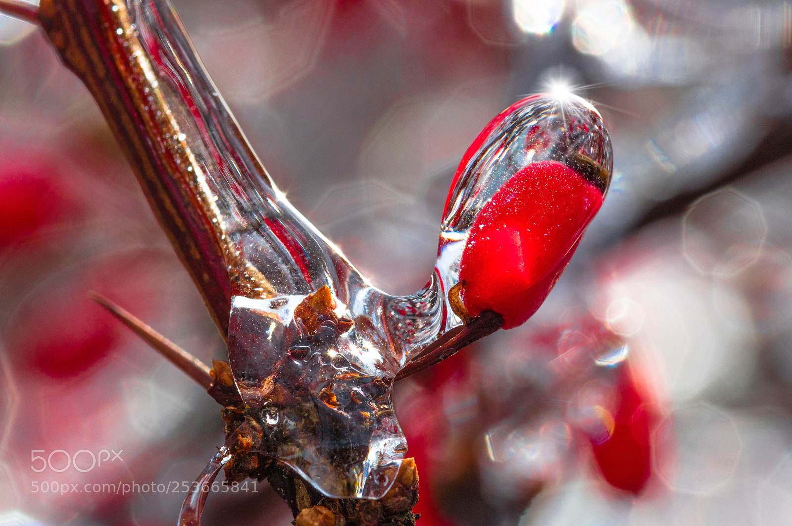 Canon EOS 5DS R sample photo. Icy red bud photography