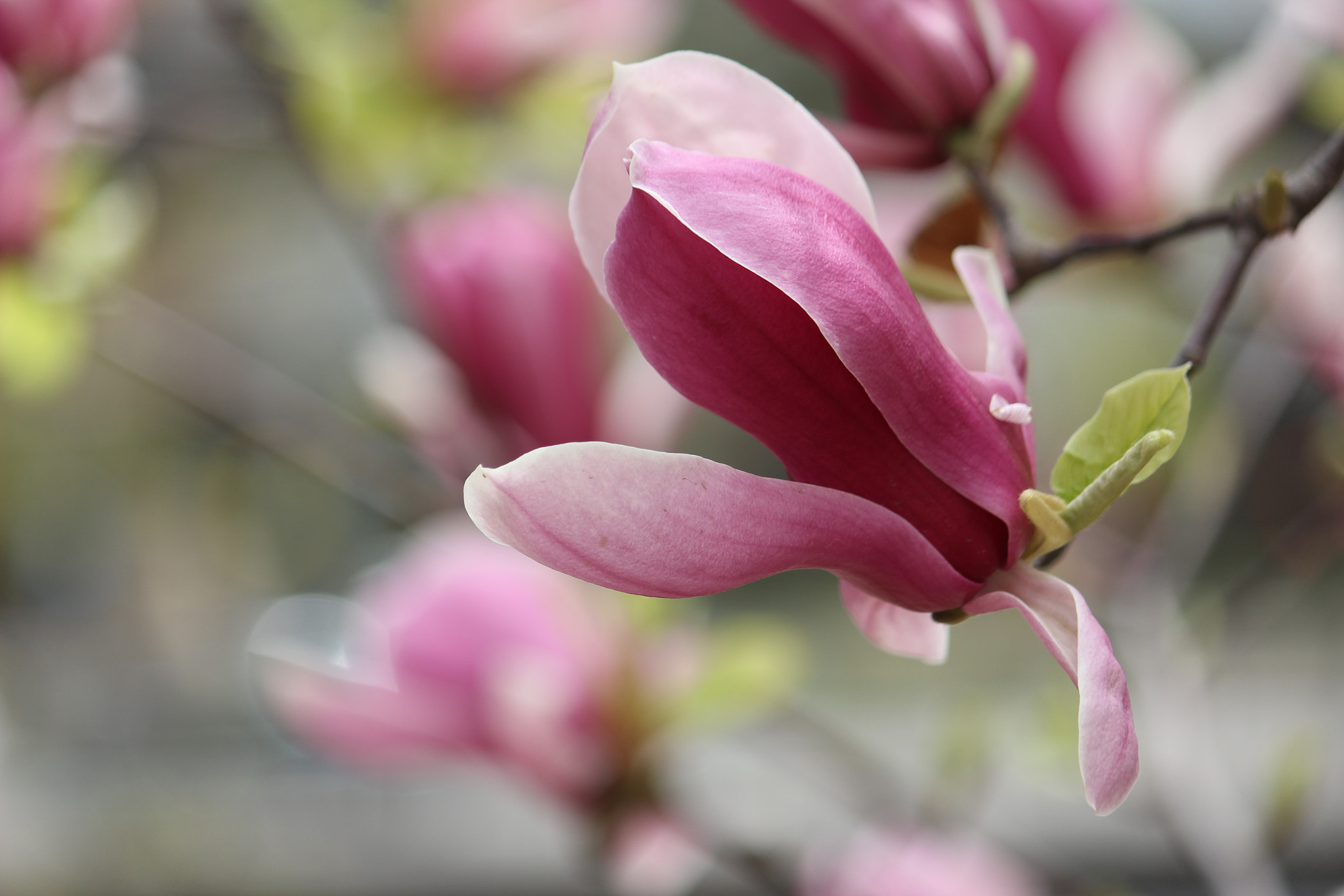 Canon EF-S 55-250mm F4-5.6 IS sample photo. Magnolia liliflora photography