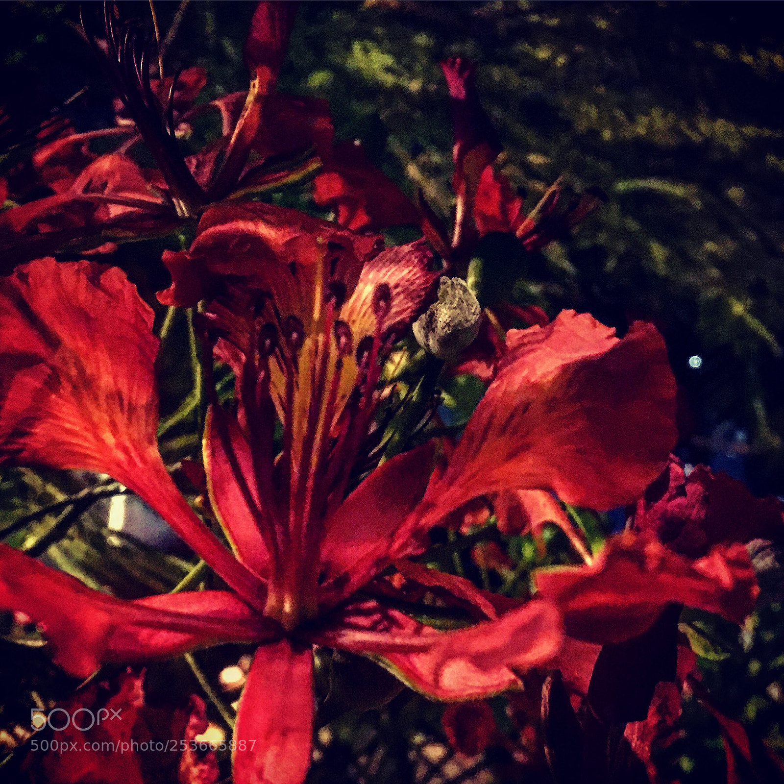 Apple iPhone SE sample photo. Untitled photography