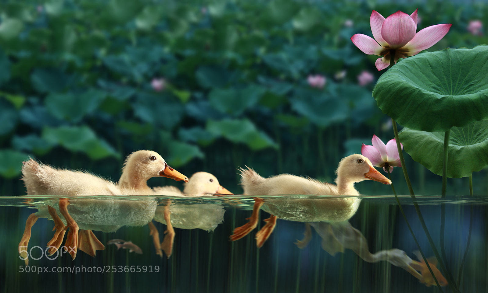 Canon EOS 5D Mark II sample photo. Anecdote of the lotus photography