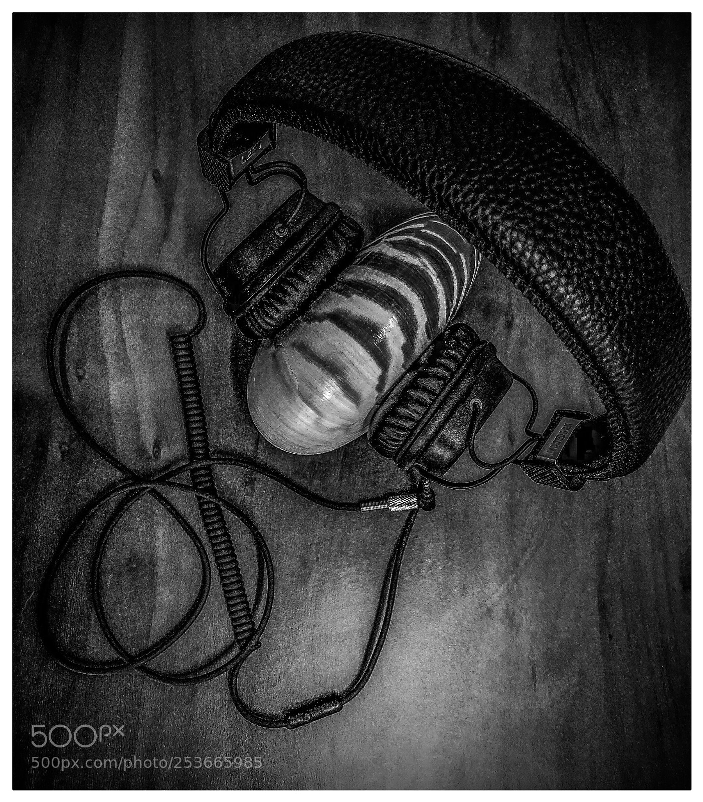 Apple iPhone X sample photo. Nautilus macromphalus, headphone  photography