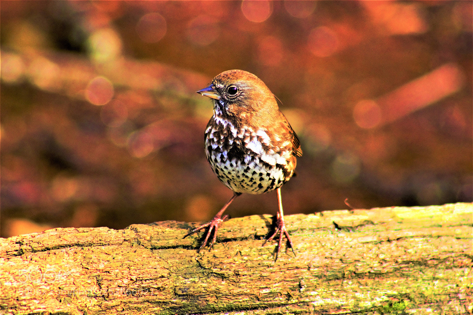 Canon EOS 60D sample photo. Tree sparrow -- 雀 photography