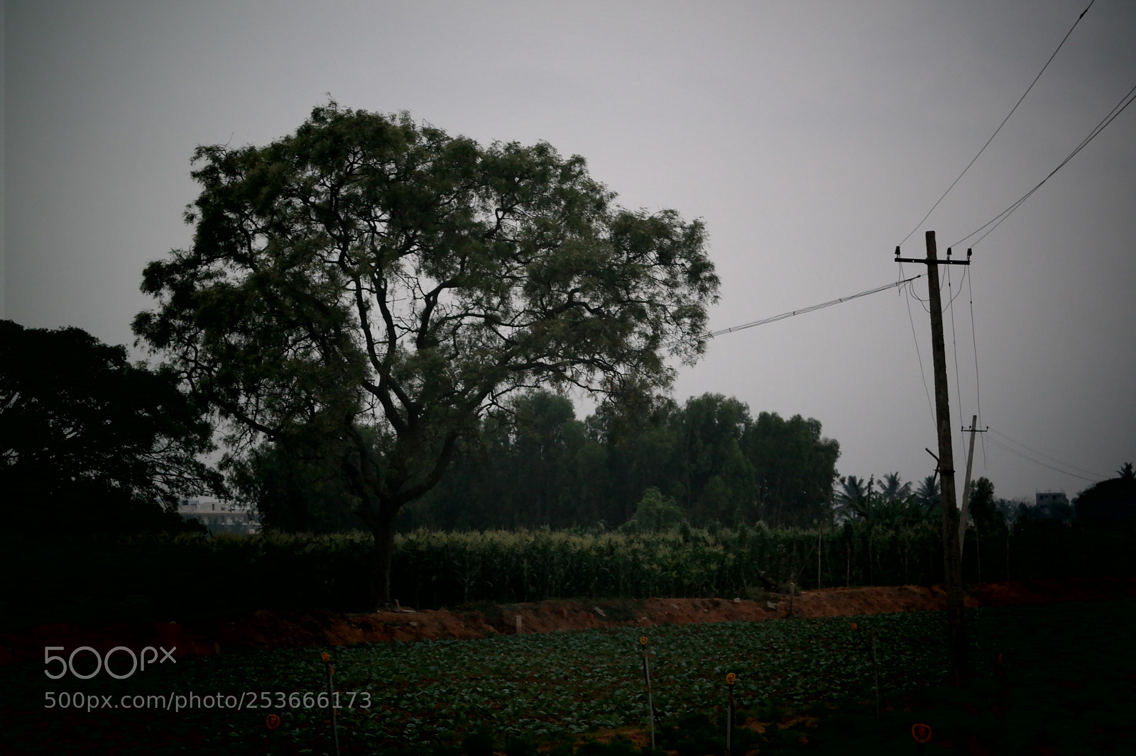 Samsung NX2000 sample photo. Morning ride photography