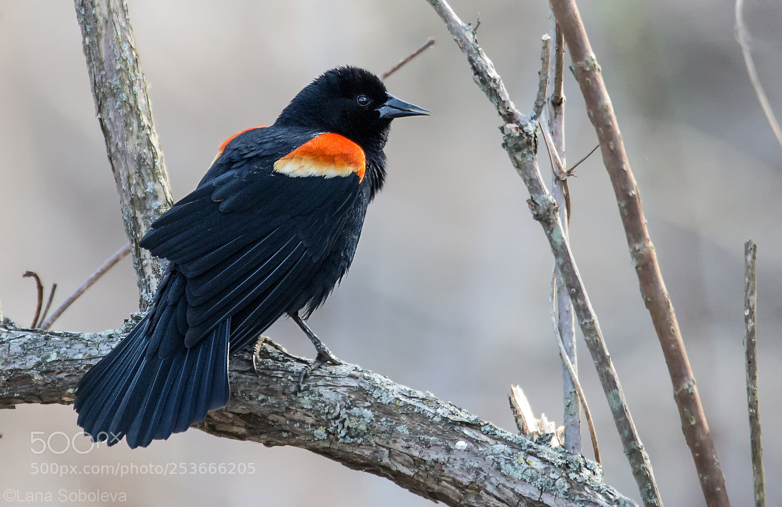 Canon EOS-1D X sample photo. Red-winged black bird photography