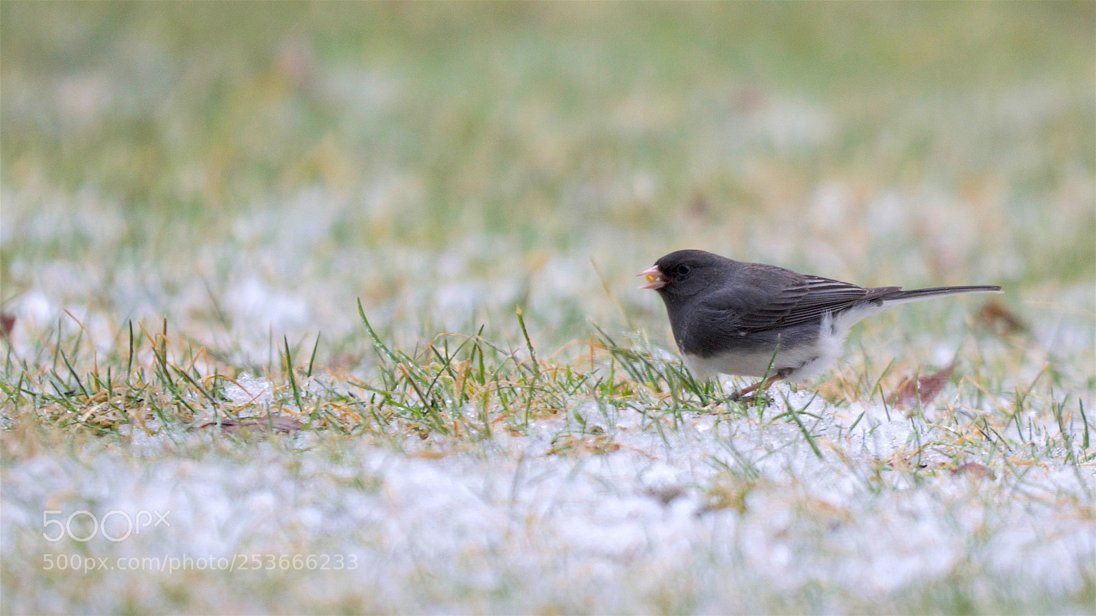 Nikon D5300 sample photo. Dark eyed junco and photography
