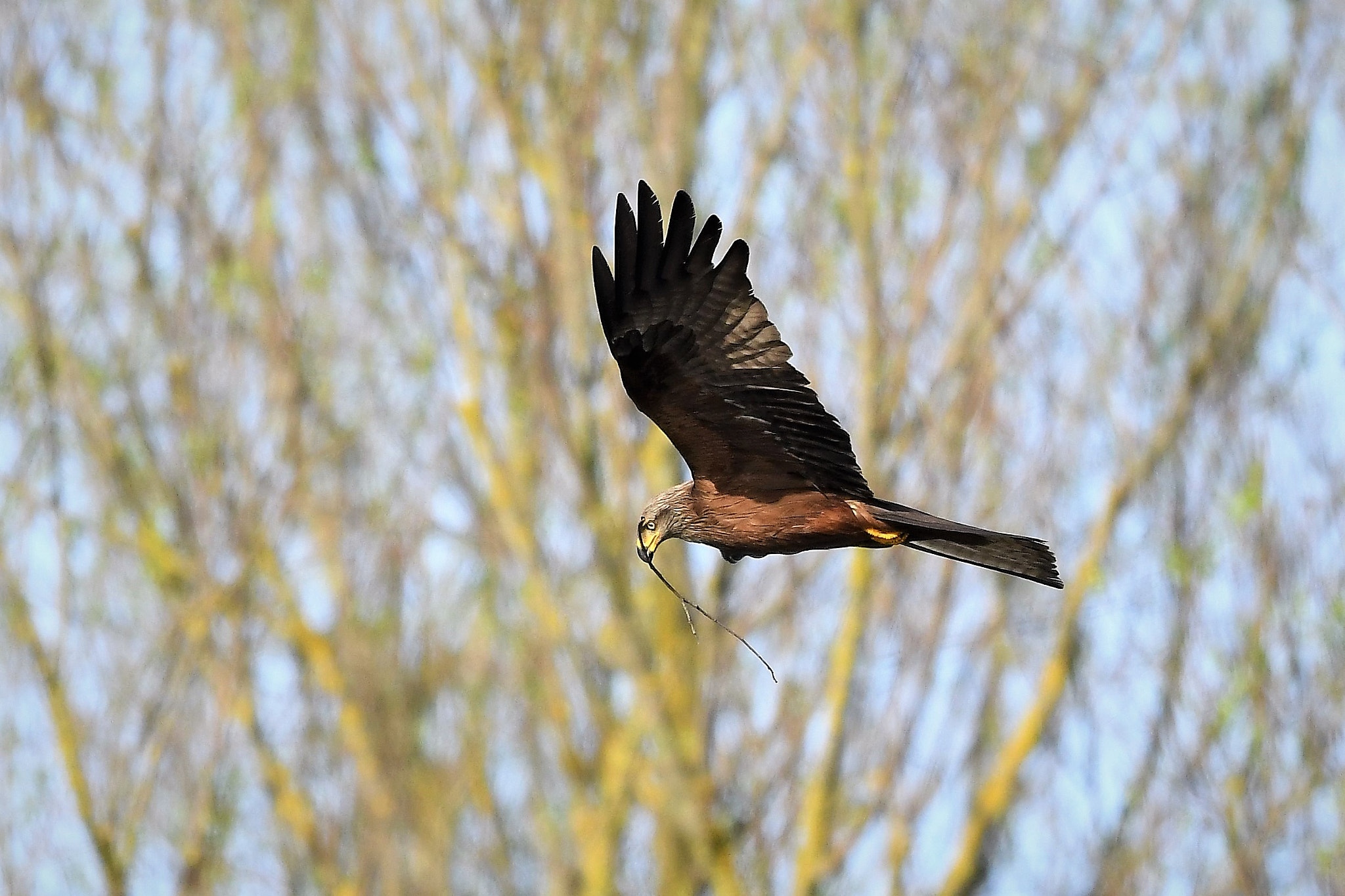 Nikon AF-S Nikkor 500mm F4E FL ED VR sample photo. The brown kite and "a brick for its house" photography