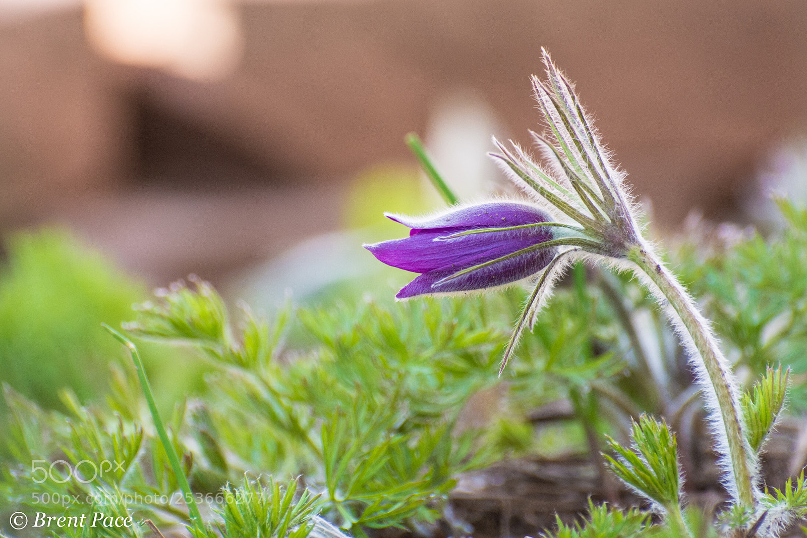 Nikon D7100 sample photo. Purple flower photography