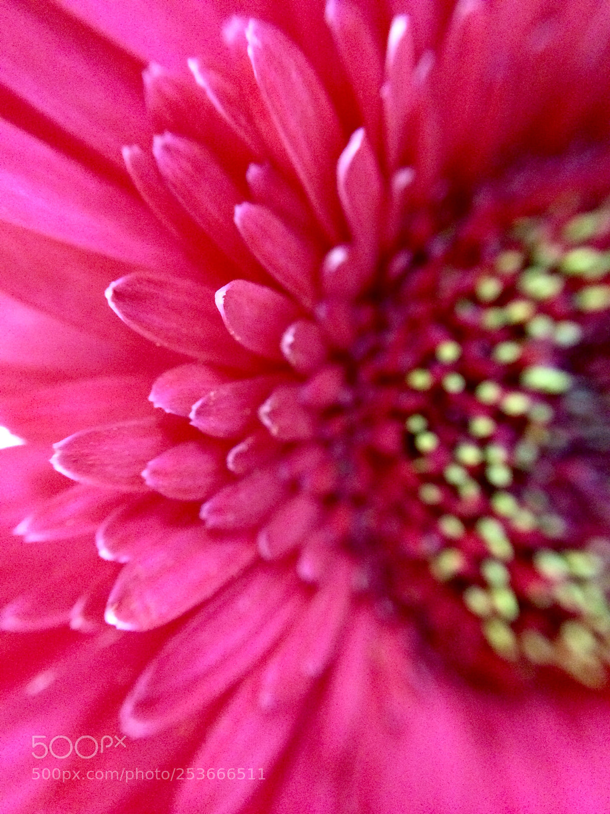 Apple iPhone 5s sample photo. Macro photography
