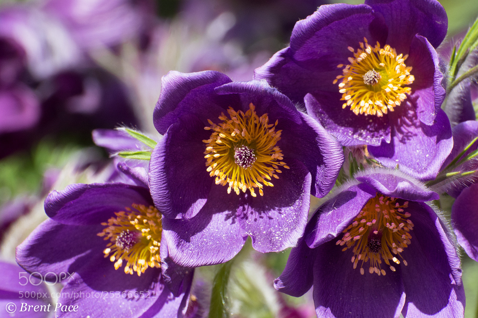 Nikon D7100 sample photo. Purple with yellow inside photography