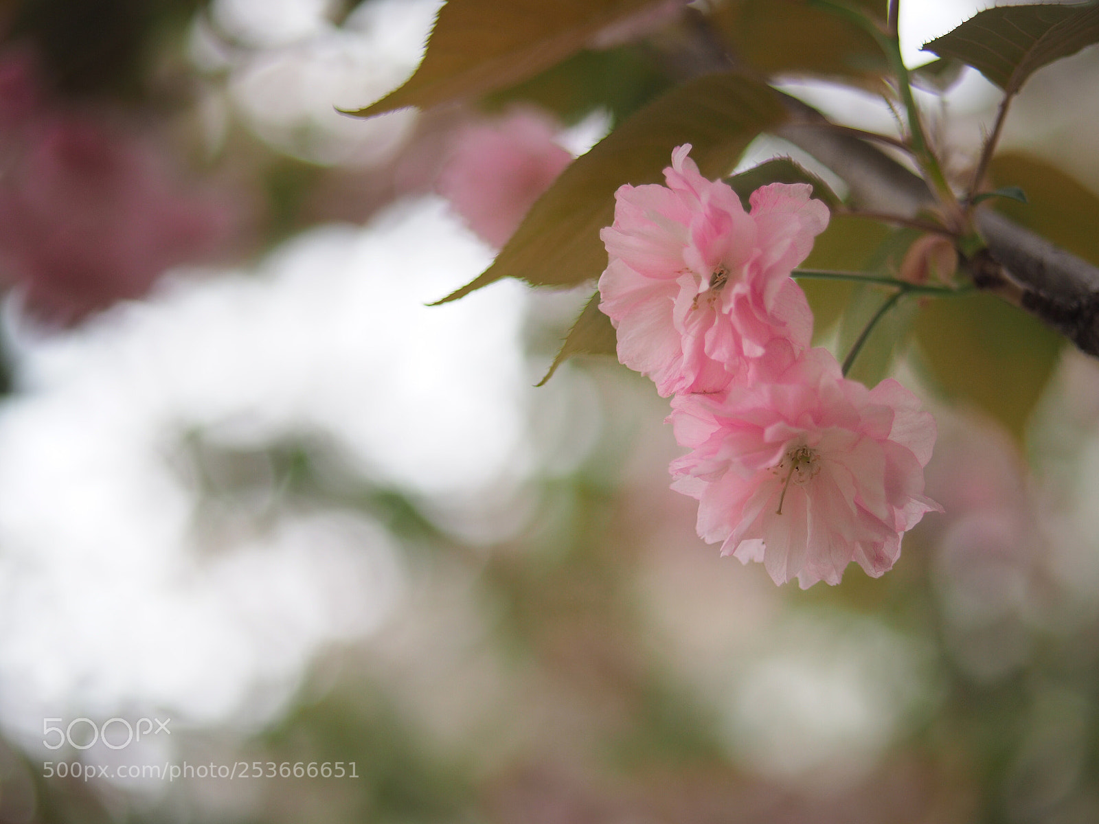 Olympus OM-D E-M10 II sample photo. Sweet pair photography