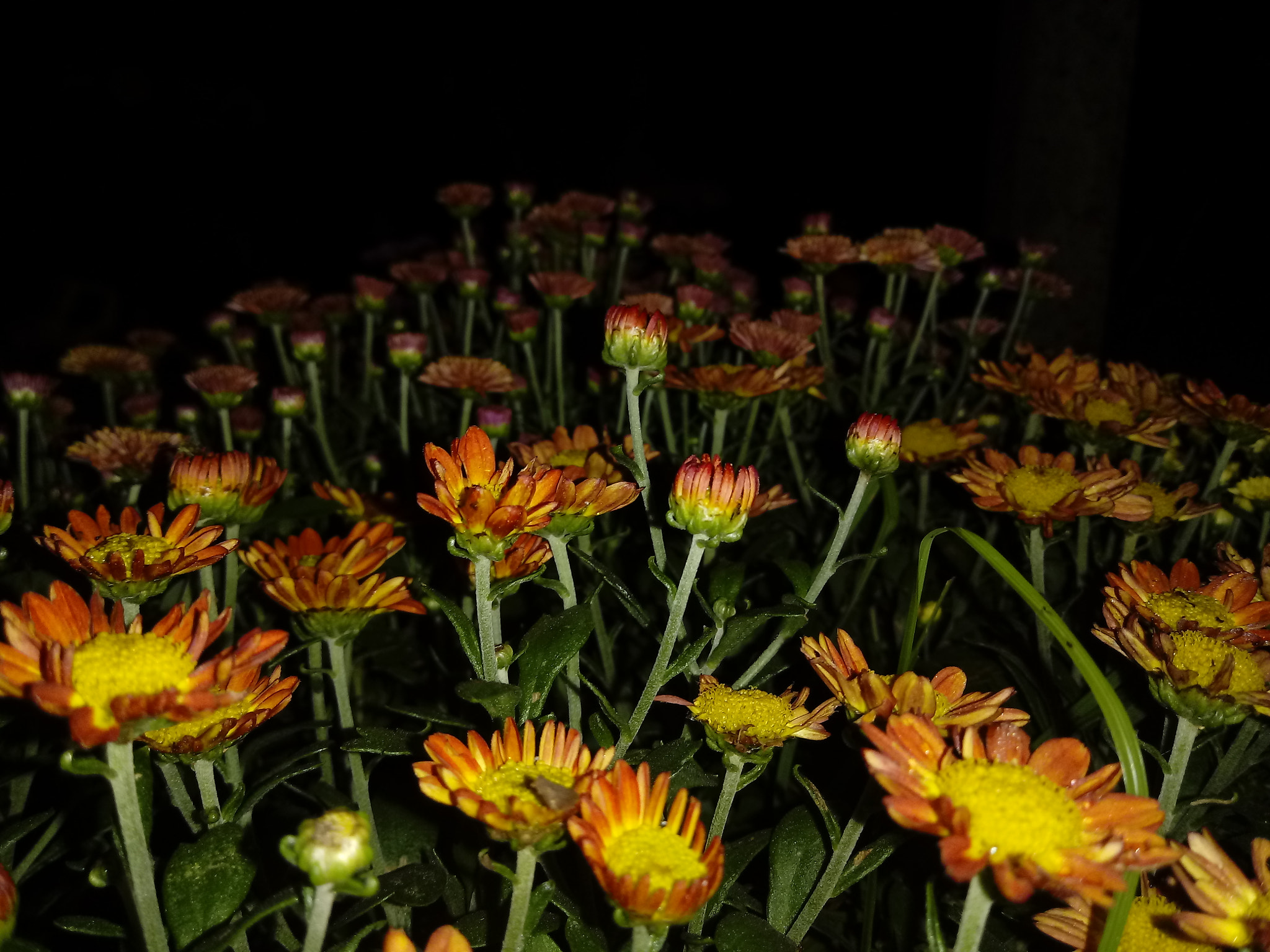 LG K10 (2017) sample photo