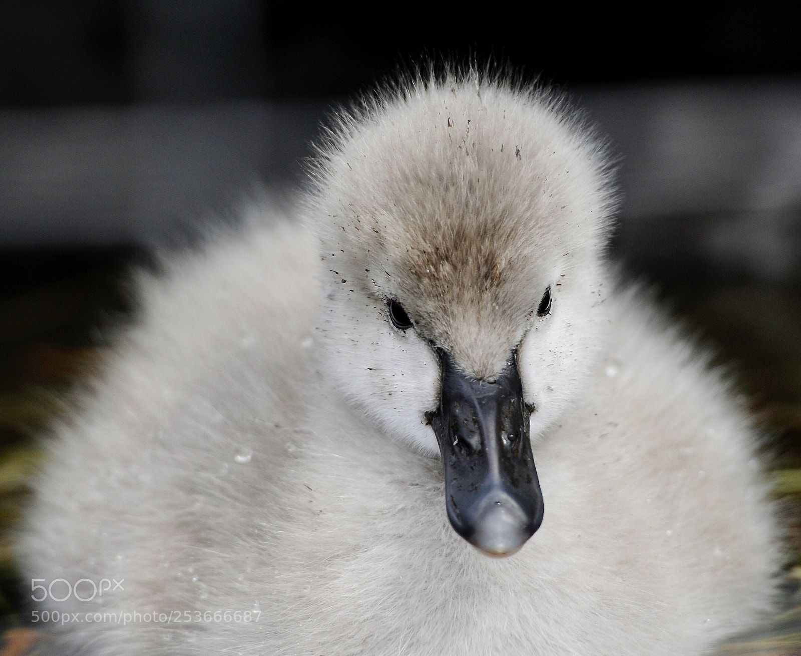 Nikon D3S sample photo. Baby black swan photography