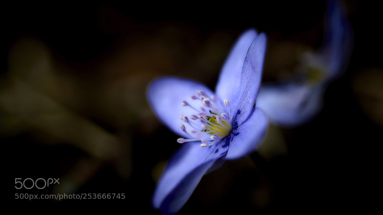 Nikon D800E sample photo. Blue moments photography