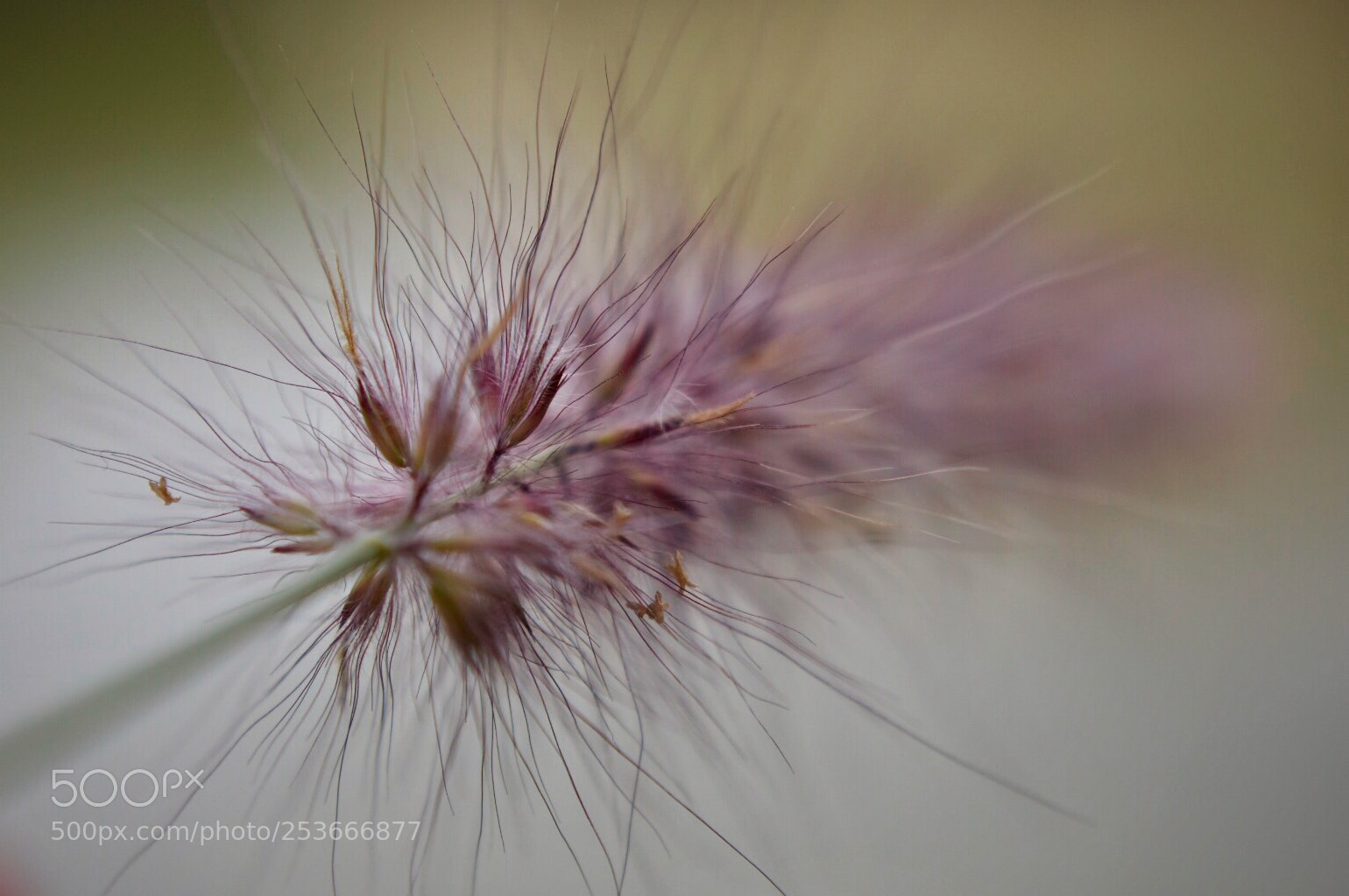 Nikon D7200 sample photo. 伸展.. photography