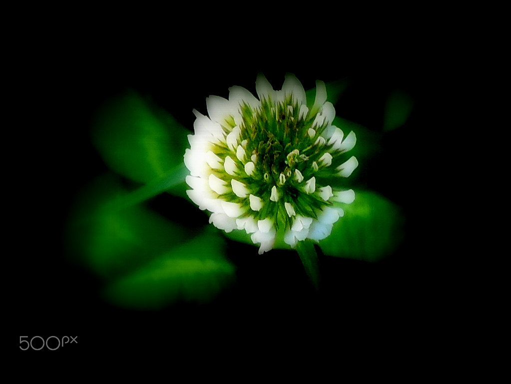 Nikon D7200 + Tamron SP 70-300mm F4-5.6 Di VC USD sample photo. White in darkness photography