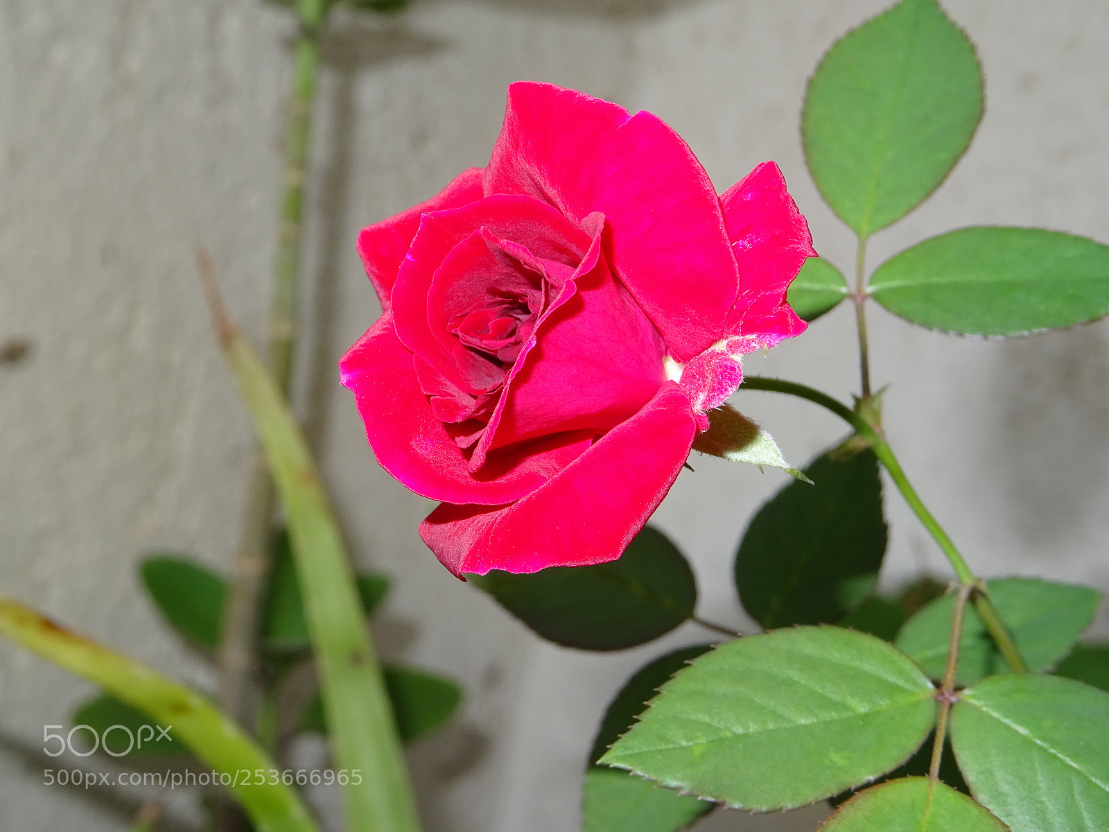 Sony DSC-HX60V sample photo. Beautiful sunday photography
