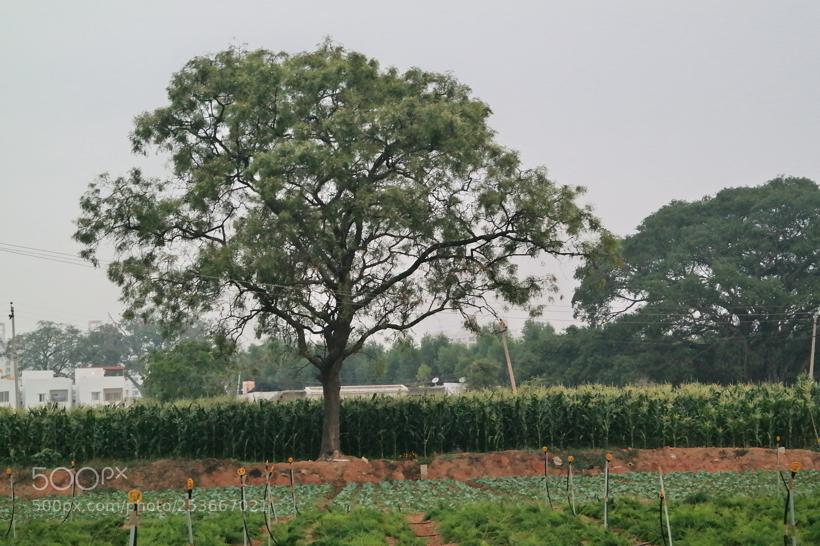 Samsung NX2000 sample photo. Morning ride photography